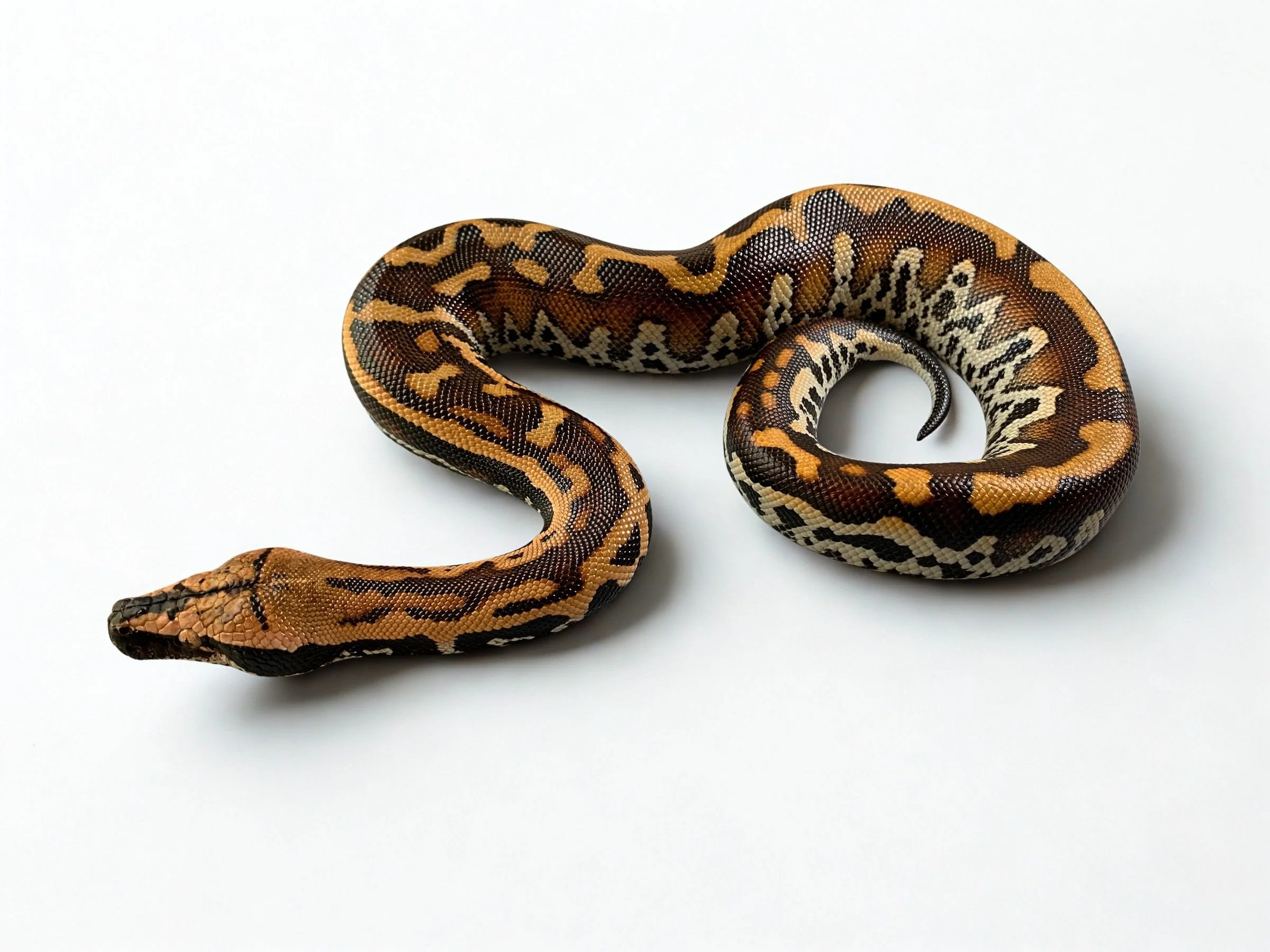 Goldeneye-Wrought Iron