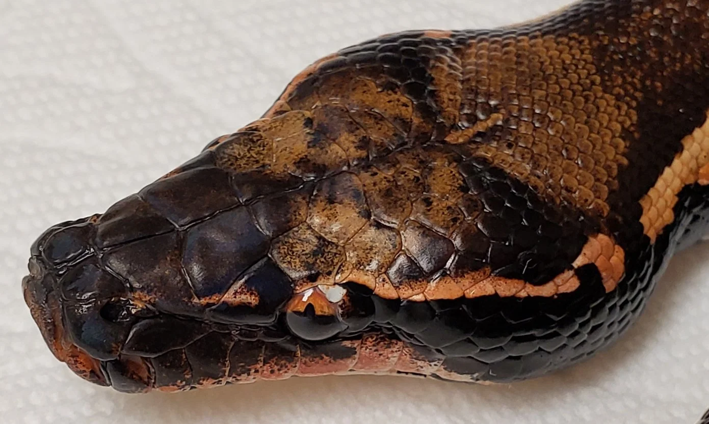 WI with moderate AES