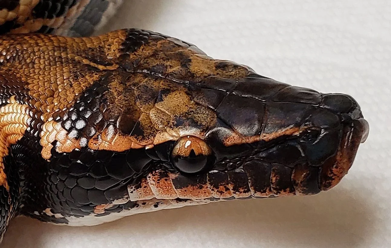 Normal-eyed WI (photo by VPI)