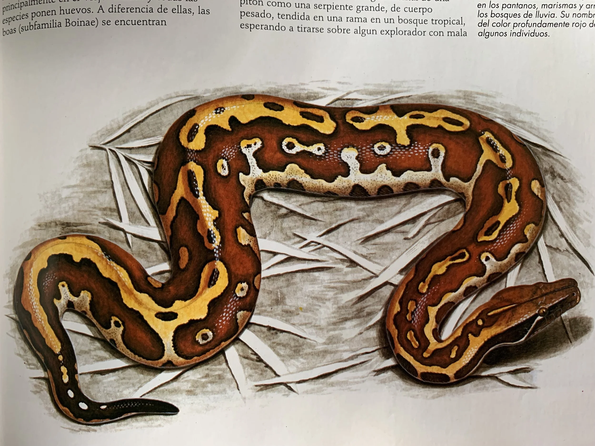 Blood Python Morphs-The Scarlet Society