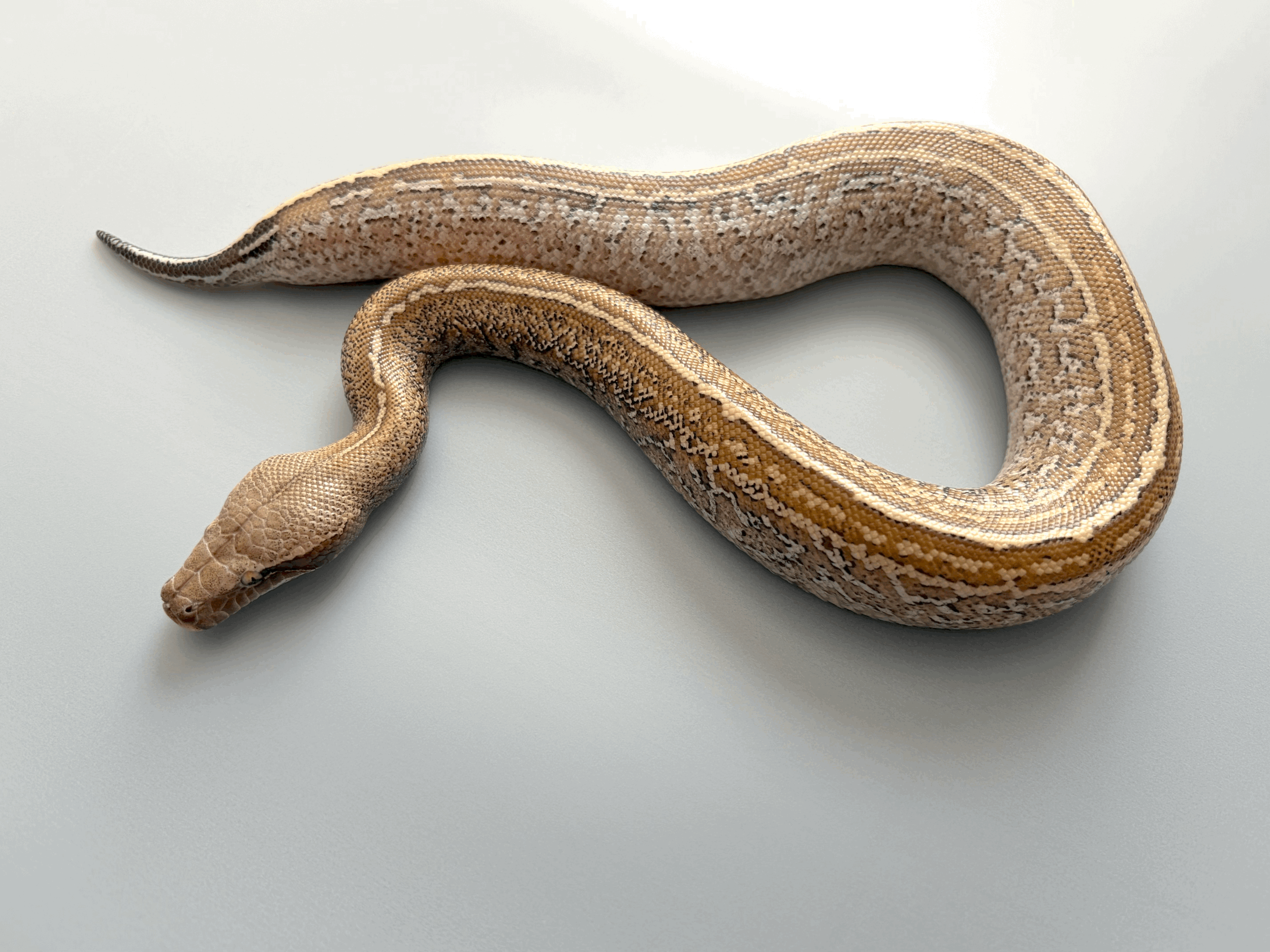 2025 Male Sunder-Batrix 100% Double het Pale Gray-T+Positive albino.