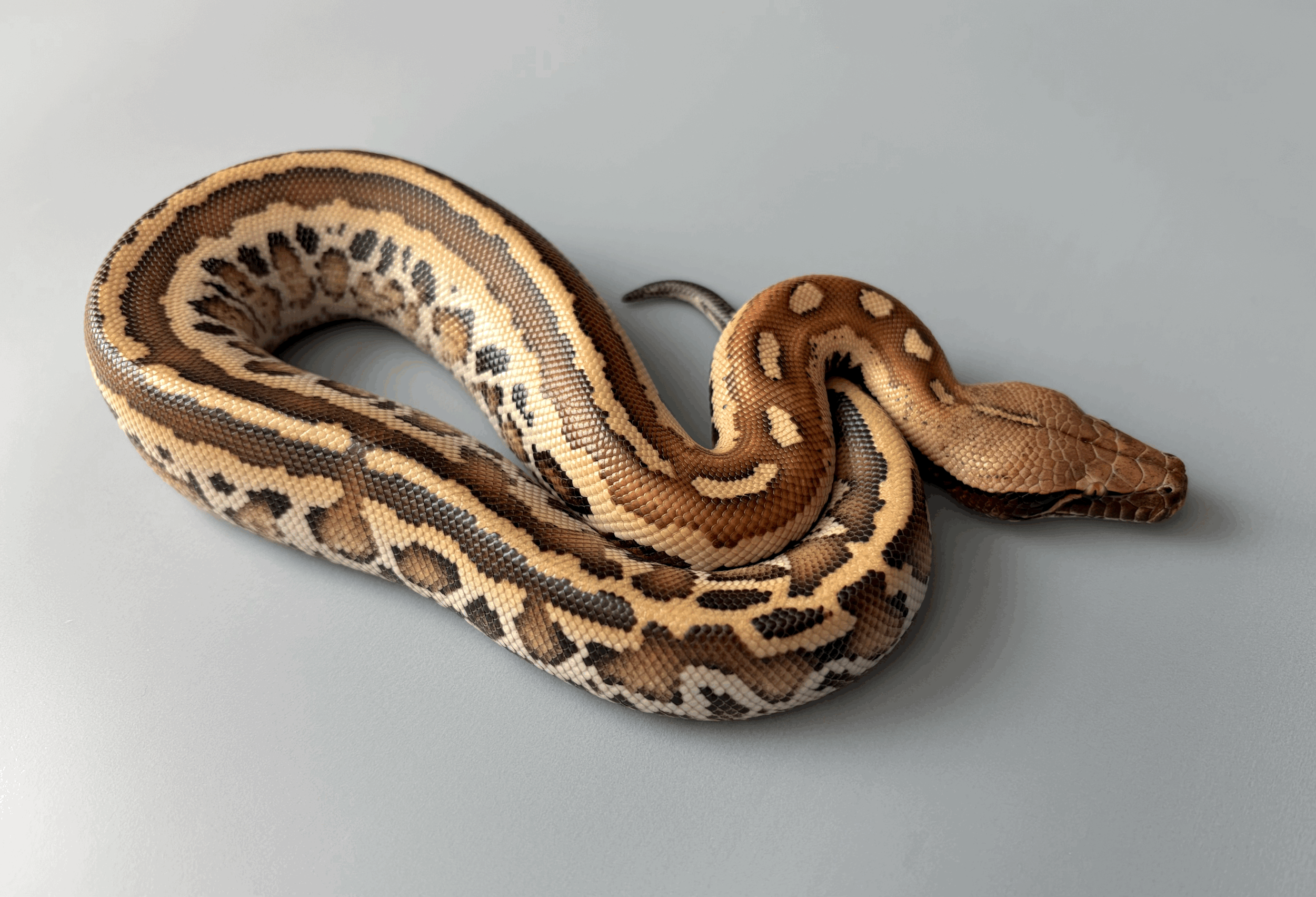 2025 Female Sunder-Matrix