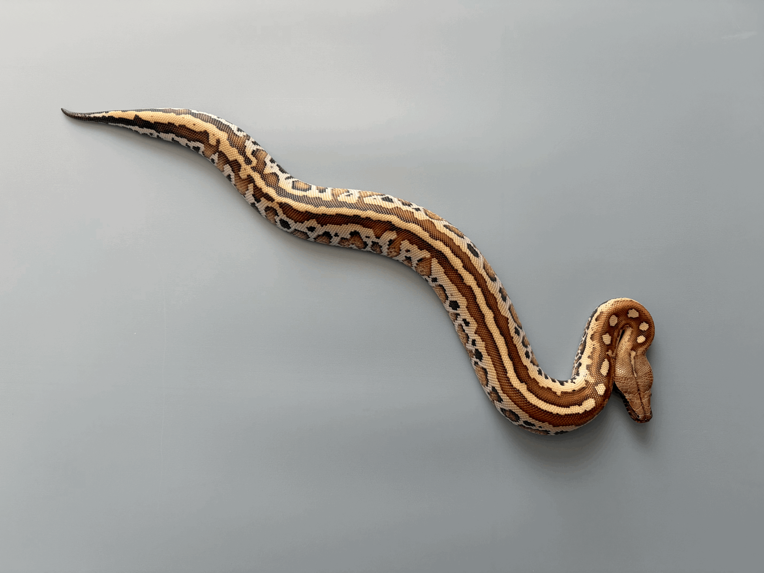 2025 Male Sunder-Matrix.