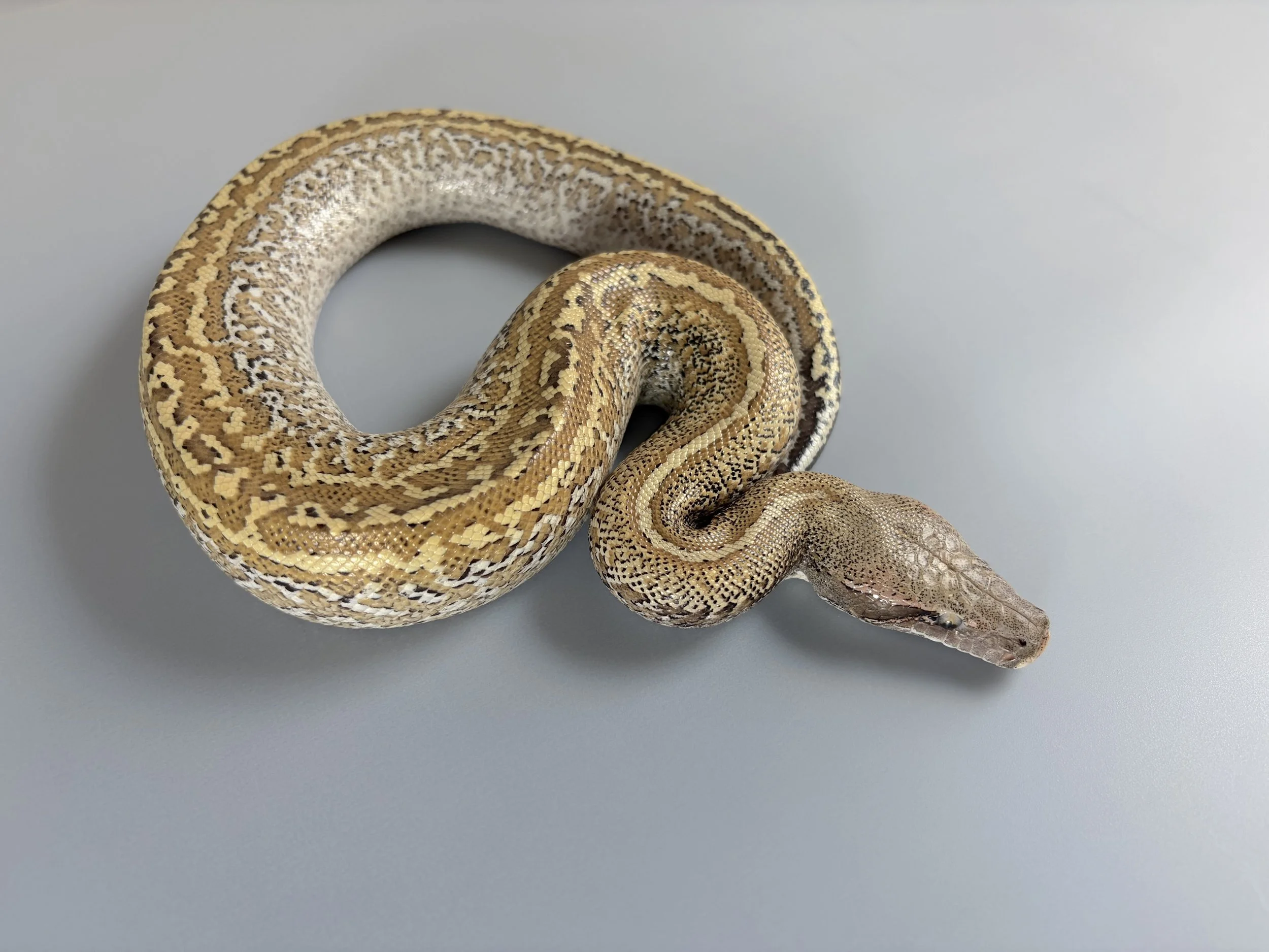 2025 Male 2025 Sunder-Batrix Double Het Pale-Gray/T+ Albino
