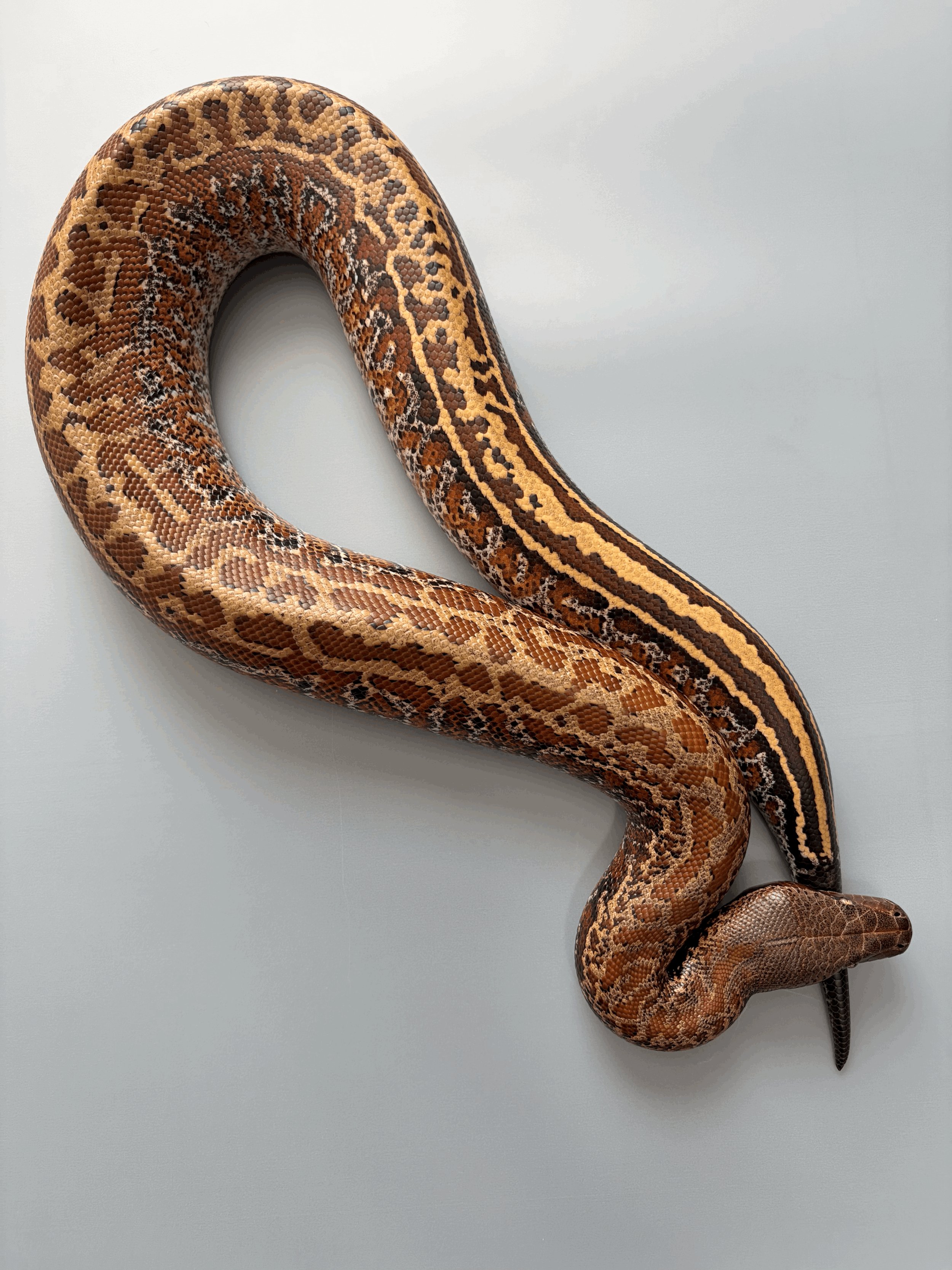 2023 Male Batik-VPI Genetic Stripe 66% Possible Het T+ Albino