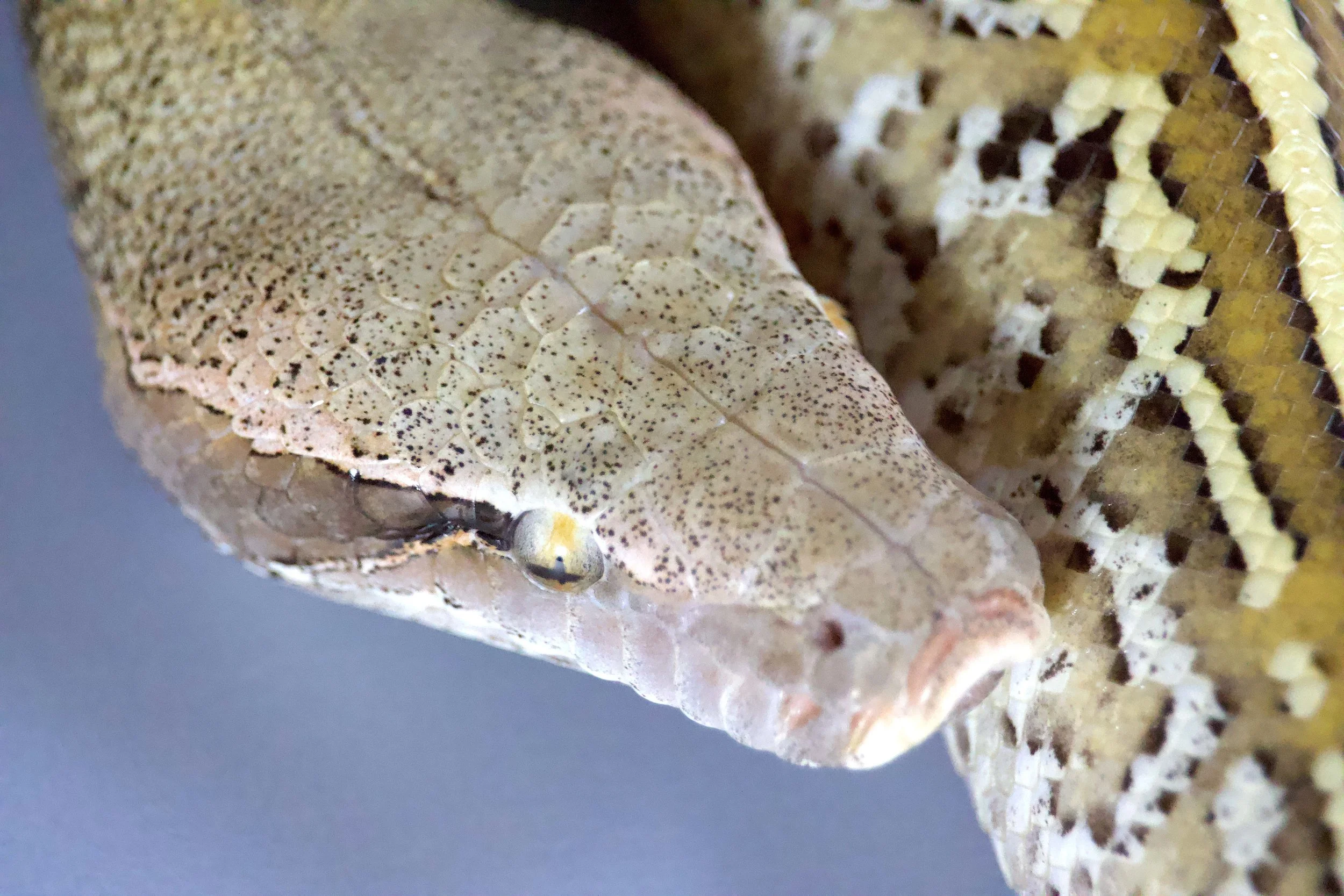 2025 Male Sunder-Batrix 100% Double het Pale Gray-T+Positive albino.