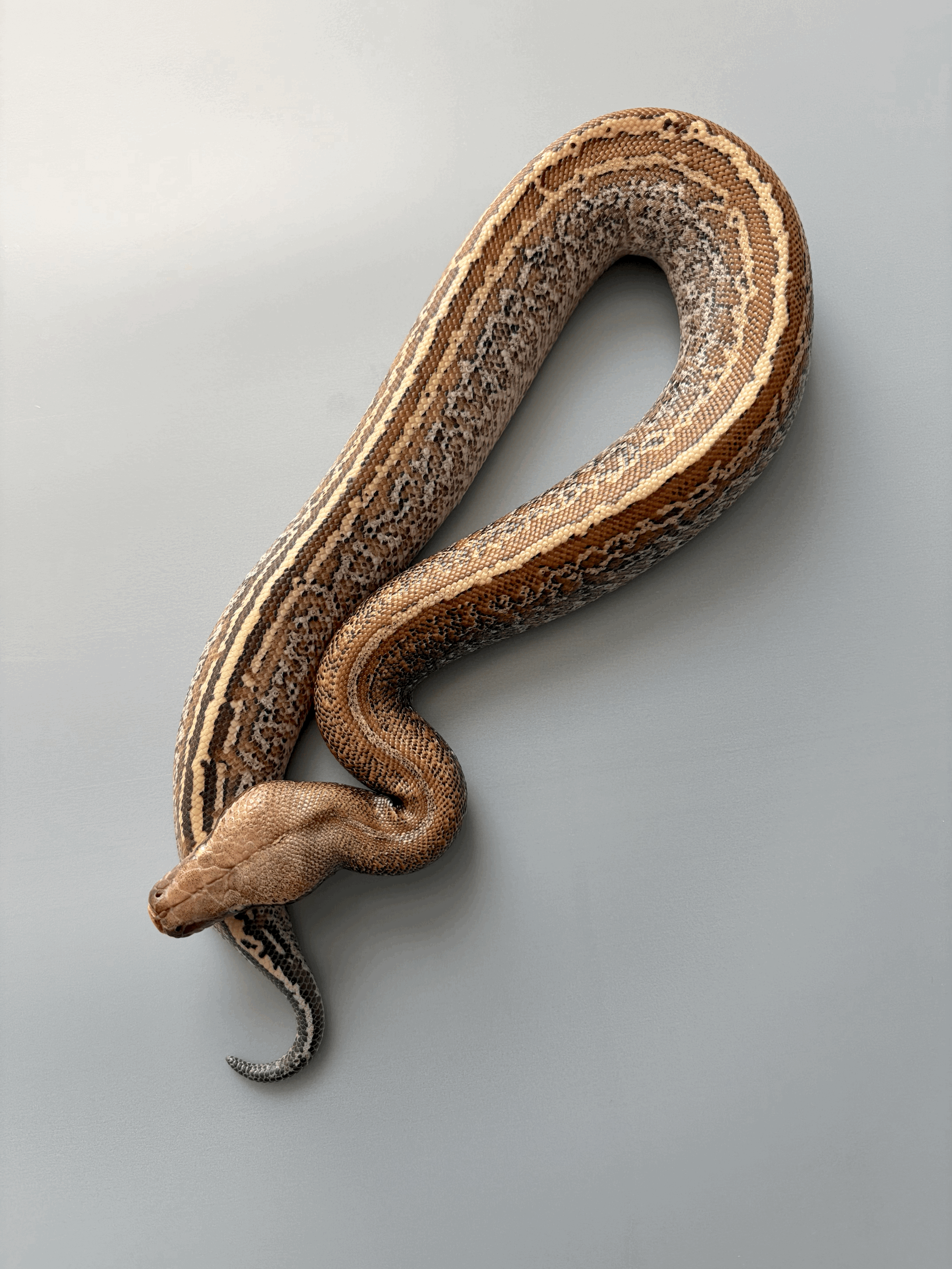 2025 Female Sunder-Batik-Matrix 100% Het Pale Gray-T+ Albino