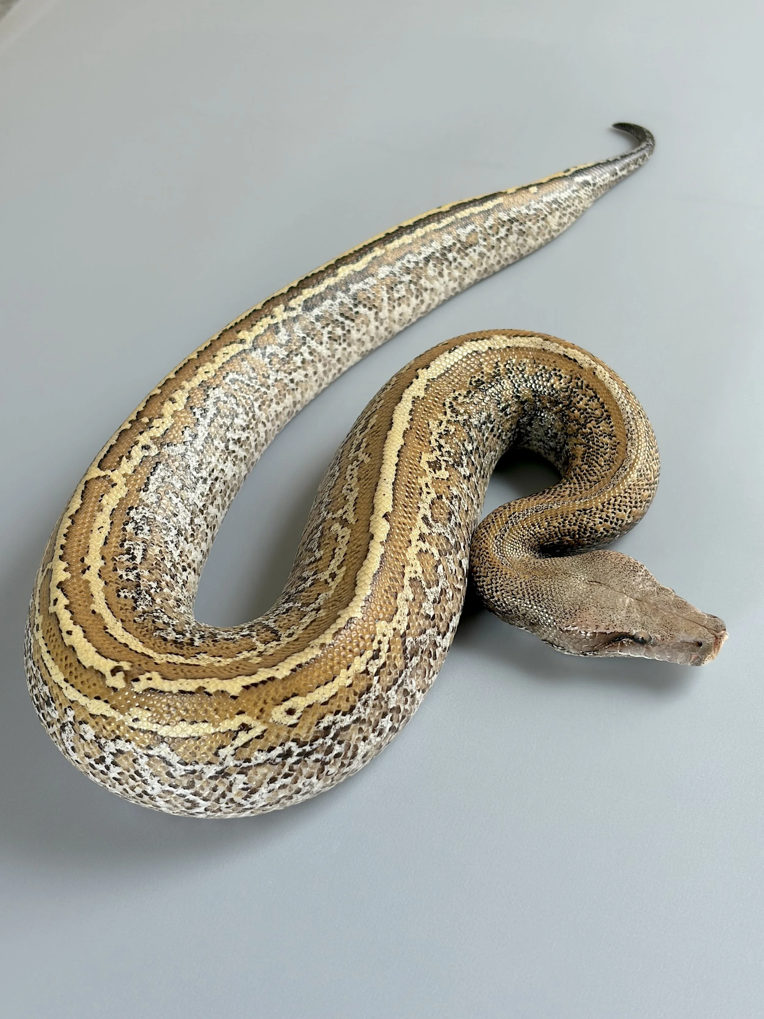 2025 Female Sunder-Batik-Matrix 100% Het Pale Gray-T+ Albino