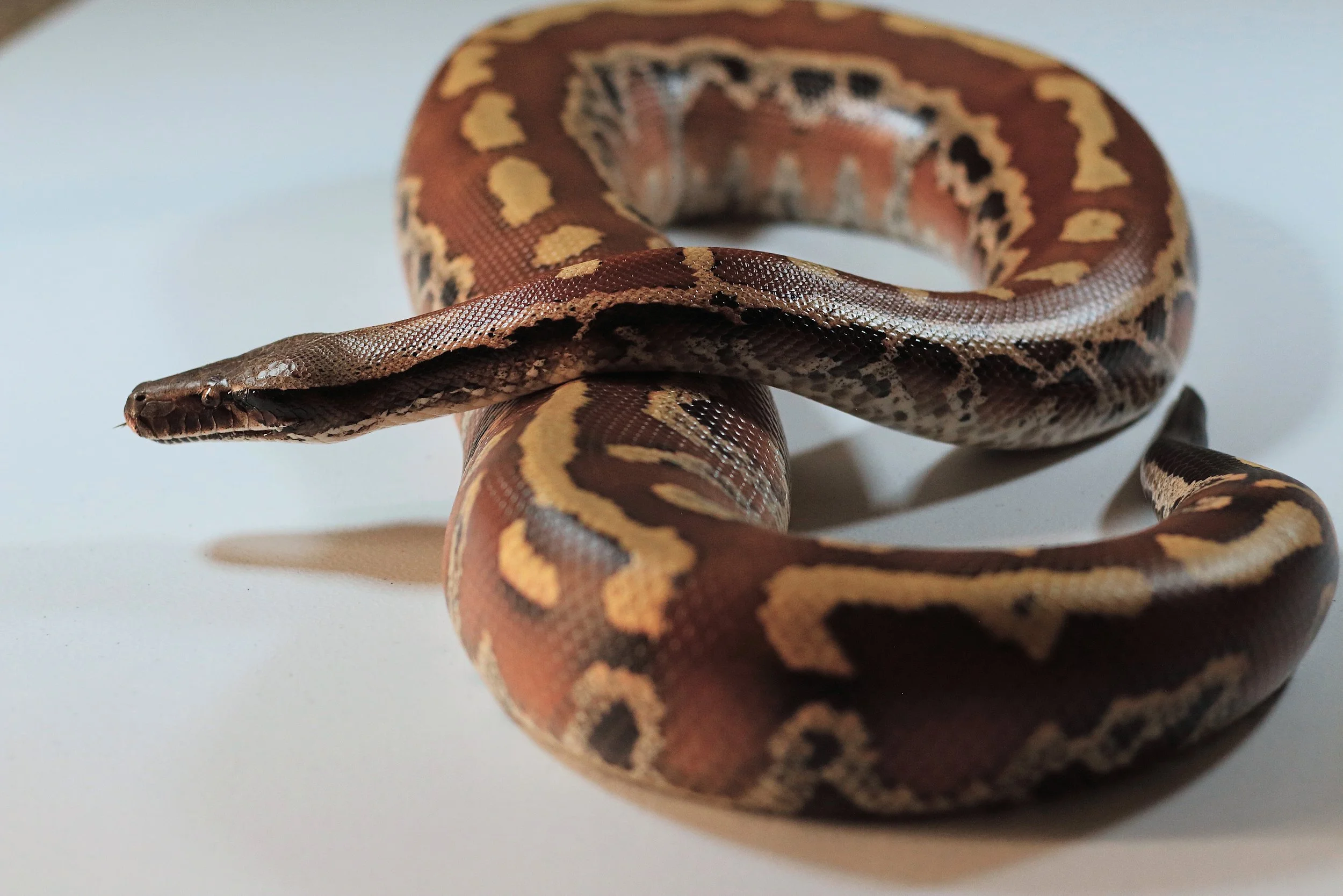 2017 Female Wildtype Lyly lineage 100% Het T Positive Albino