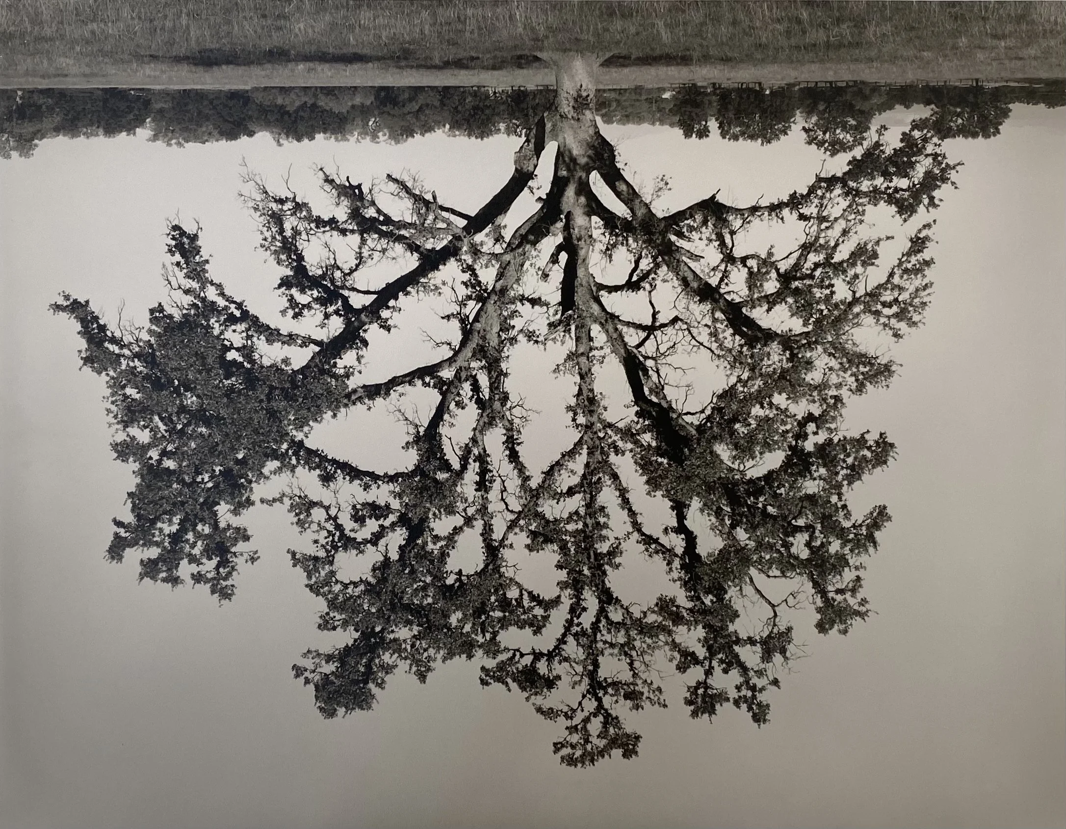 Rodney Graham. Oak Tree, Red Bluff (4), 1995. Gelatin silver print. 11 x 14 inches in paper. Edition of 24. Rumi Galleries.