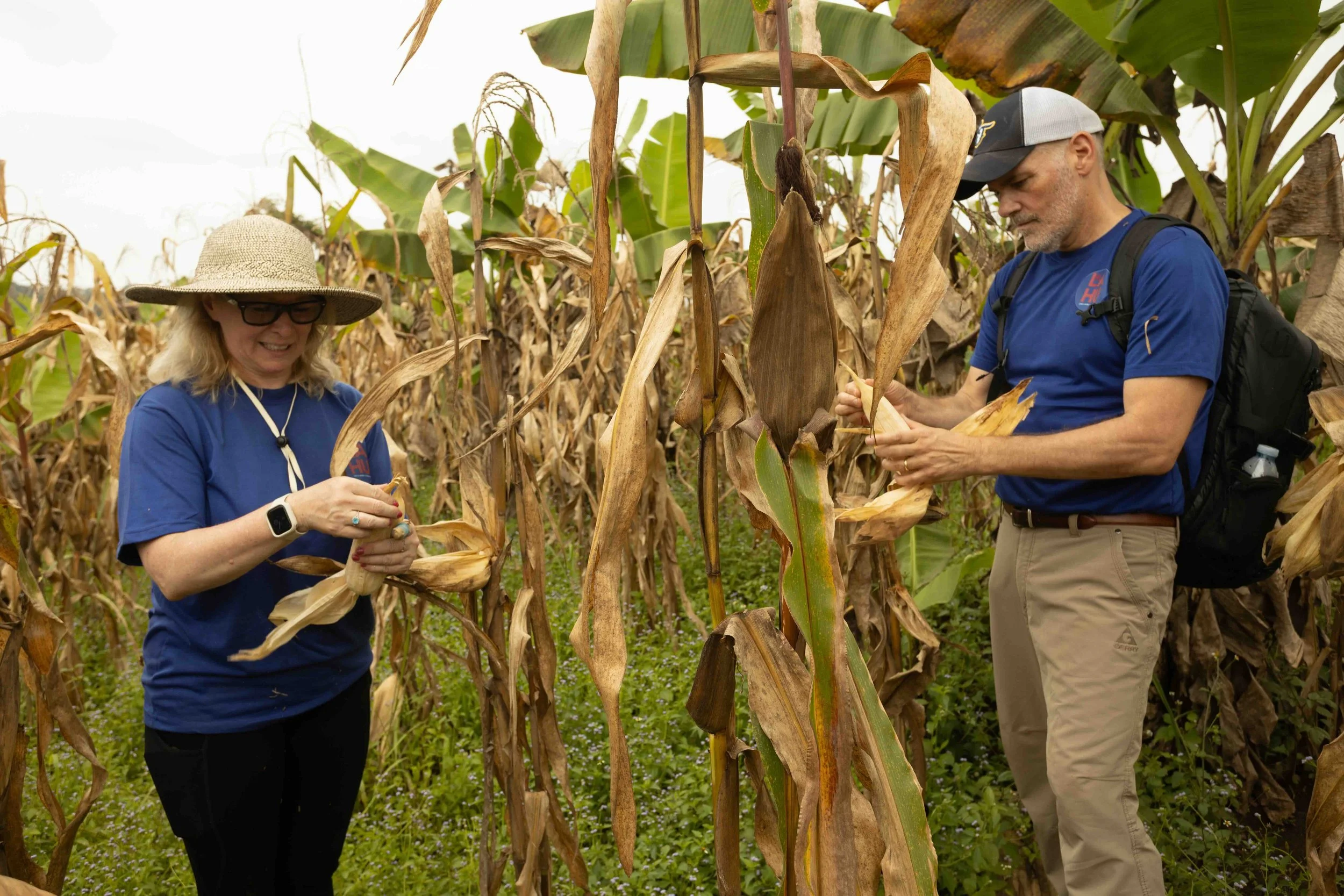 LAHU-USA volunteers harvesting corn