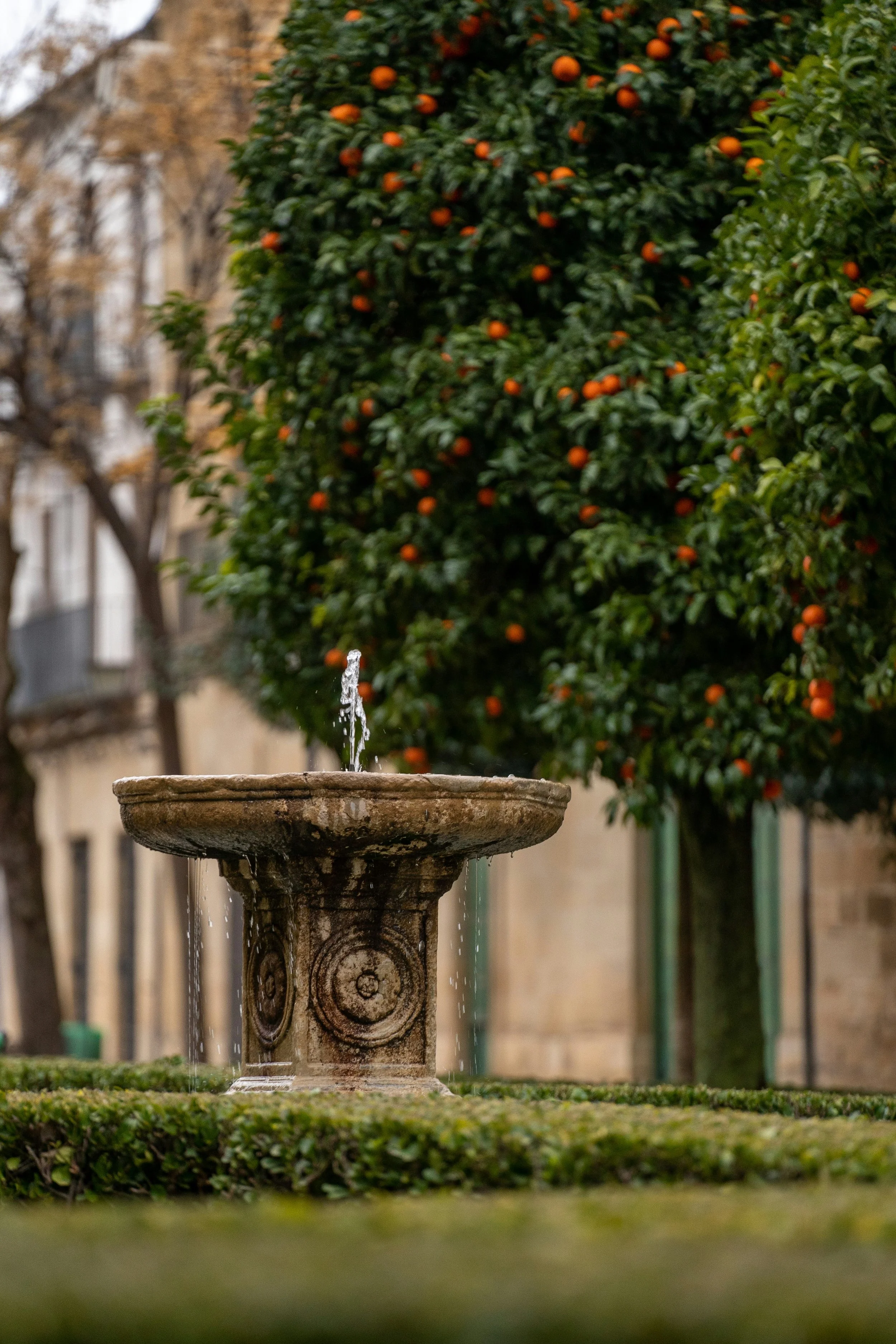European courtyard with fountain and citrus tree