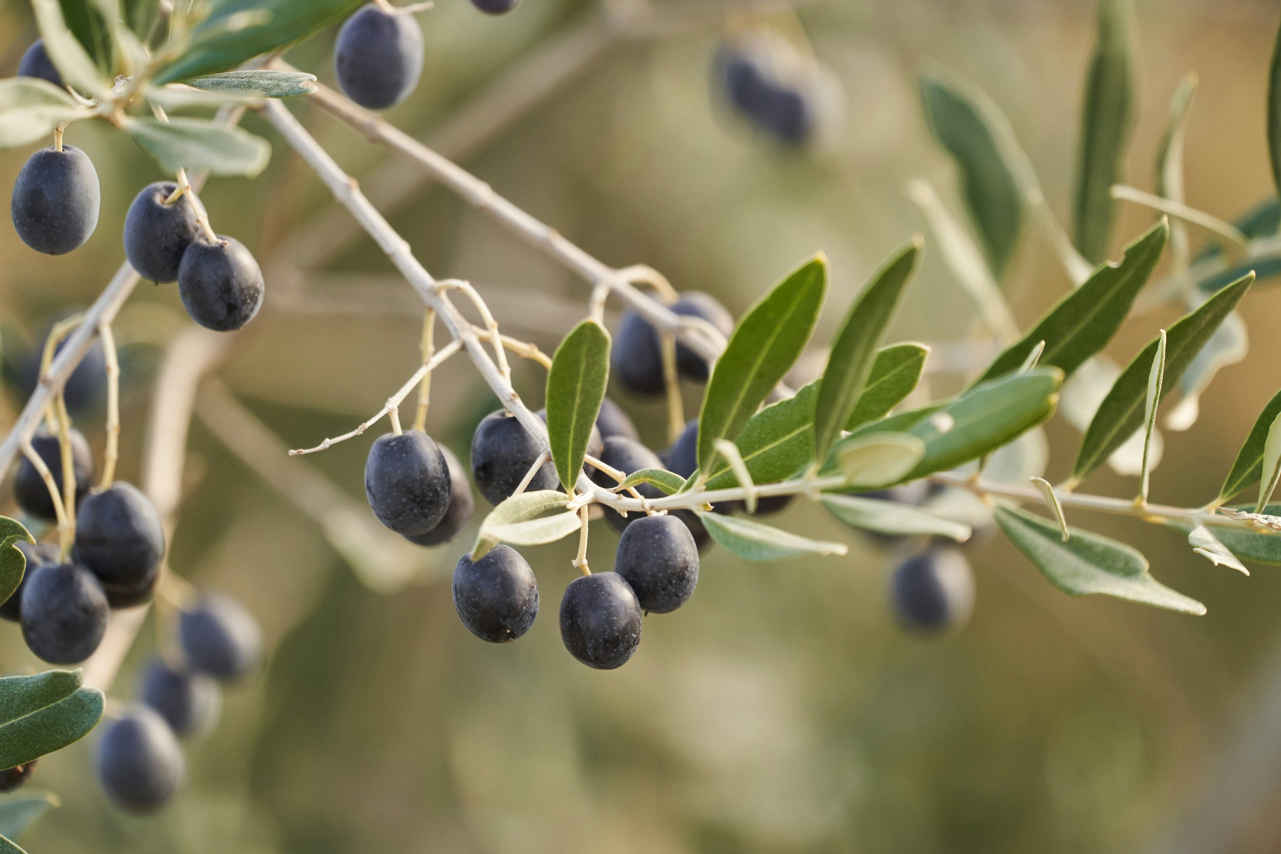 Close-up image of olive tree in Italy