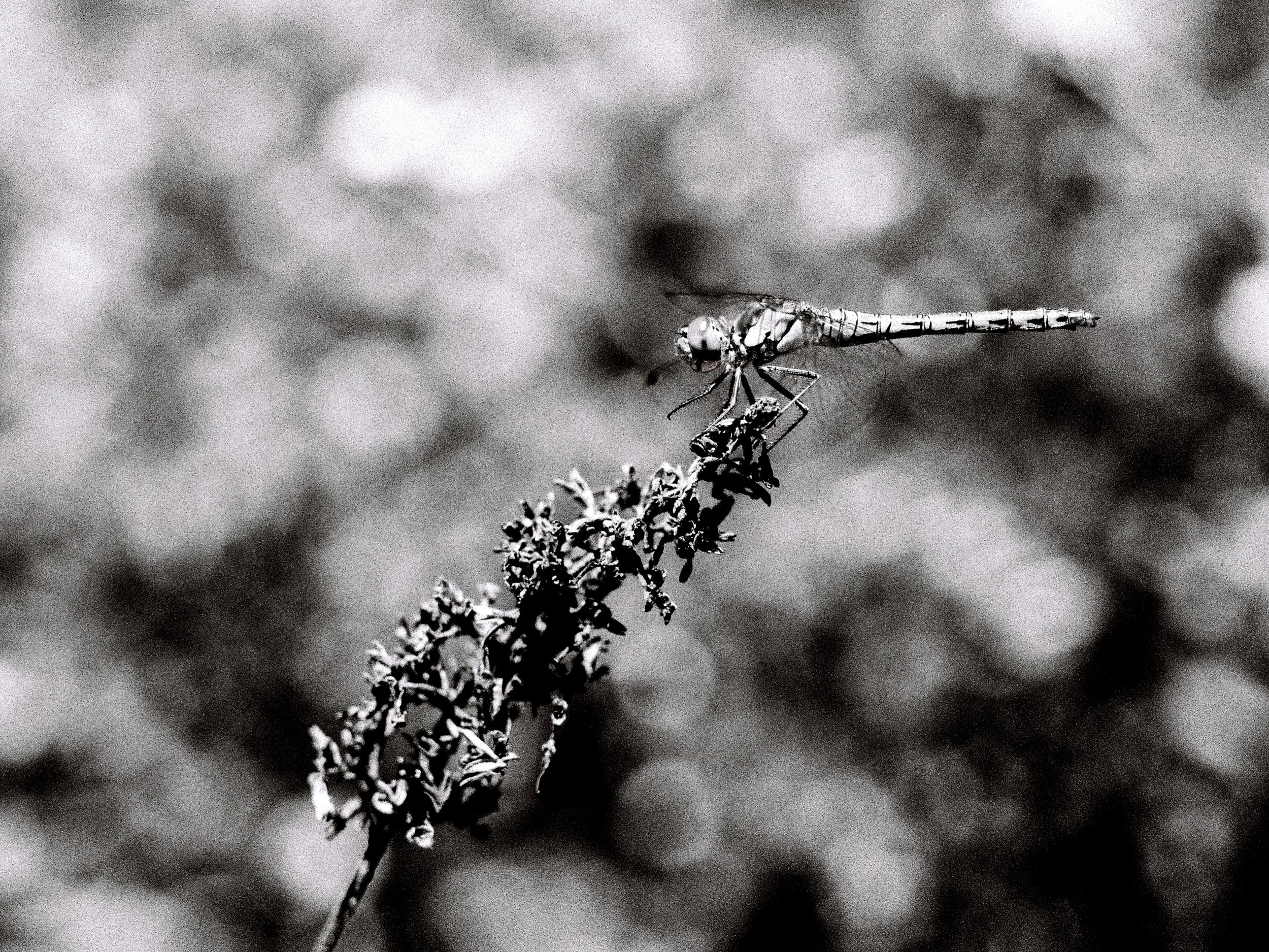 A045553-R1-32-33-bewerkt.JPG
