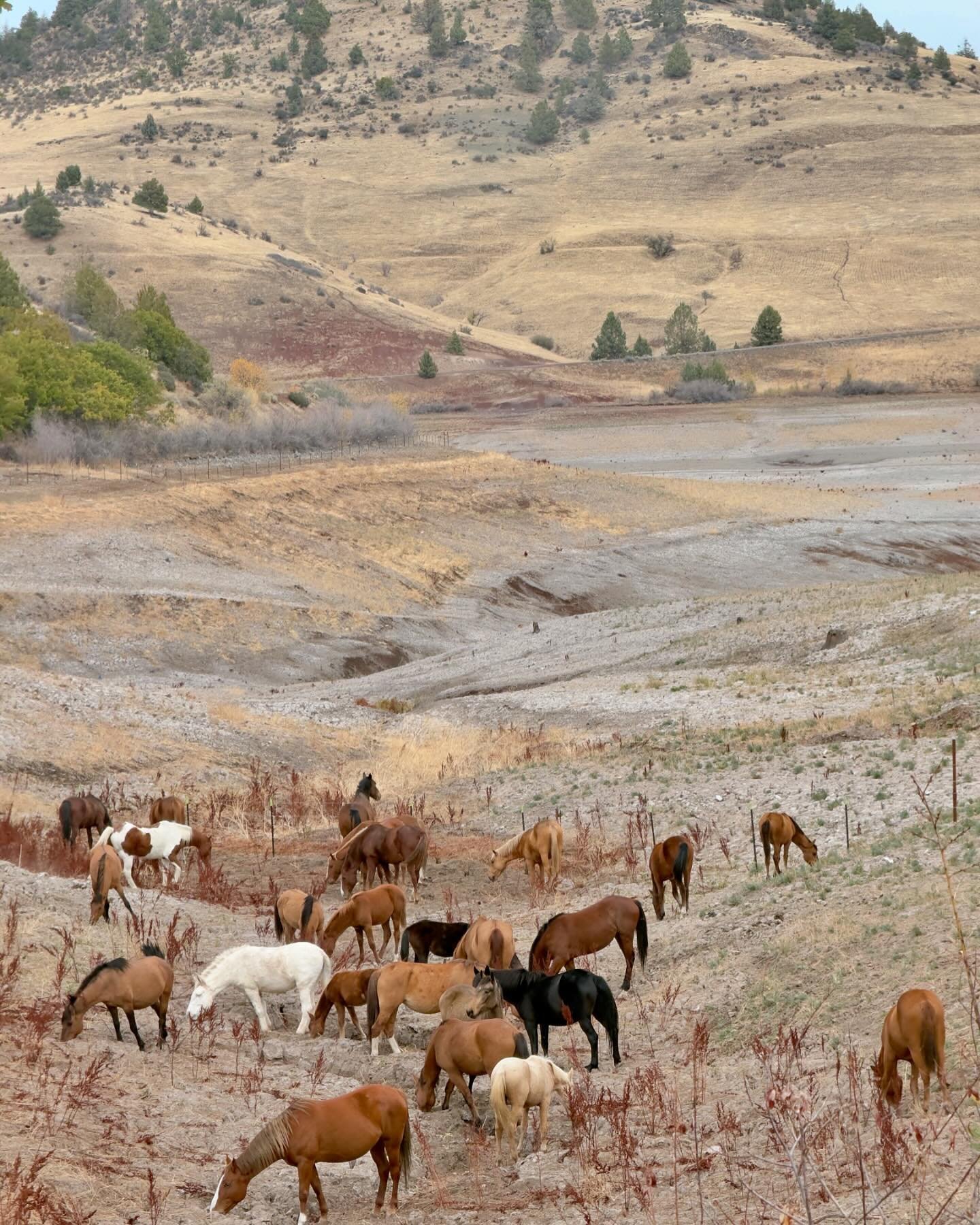 Did you know that when you stay at the @blueheronrvpark  in Hornbrook, you run a good chance of seeing a herd of horses in the wild? Taking photos of the herd is encouraged, but be sure not to get too close and never fly drones over the herd.

📸: @w