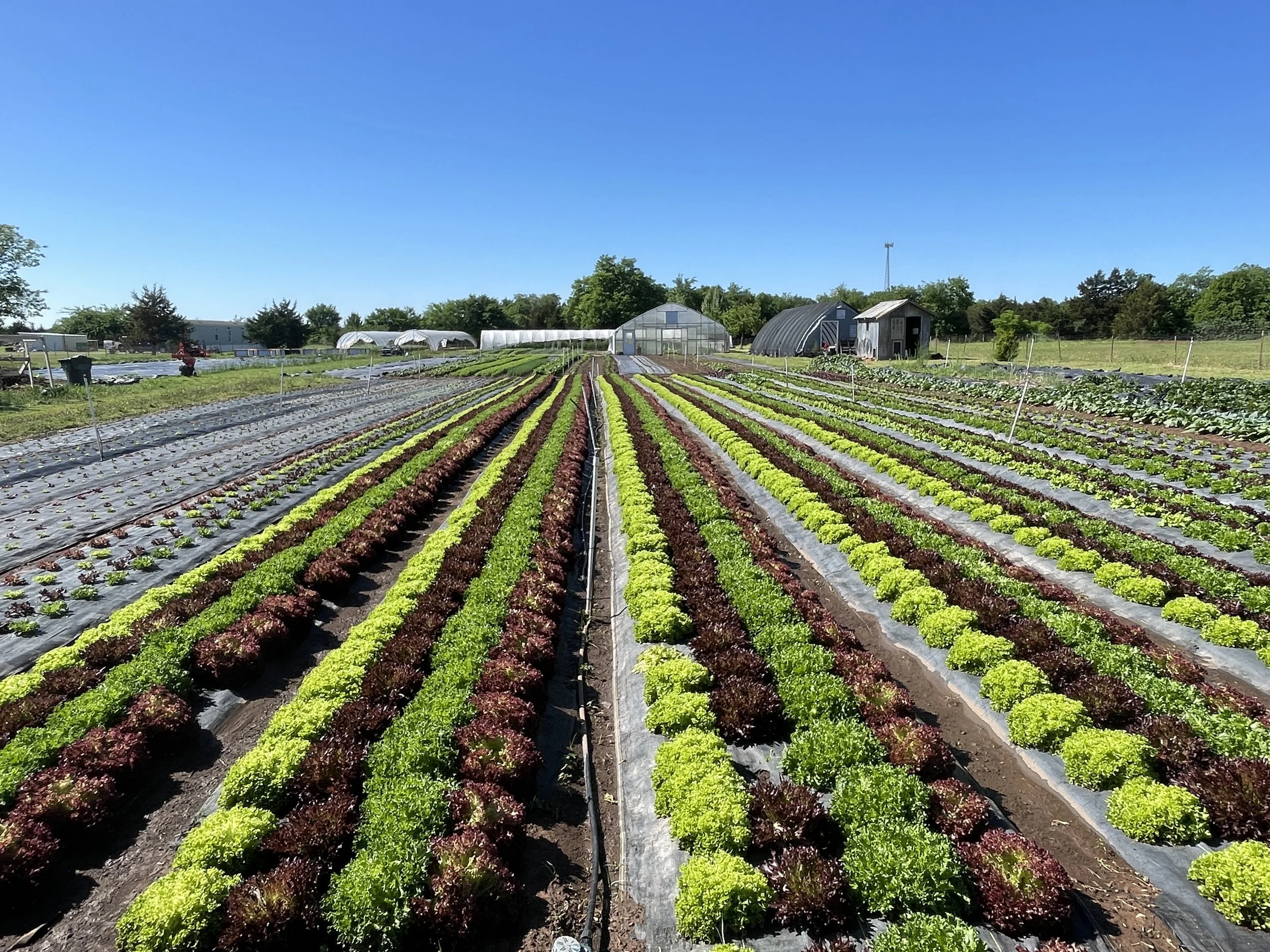 Indigo Acres in Edmond