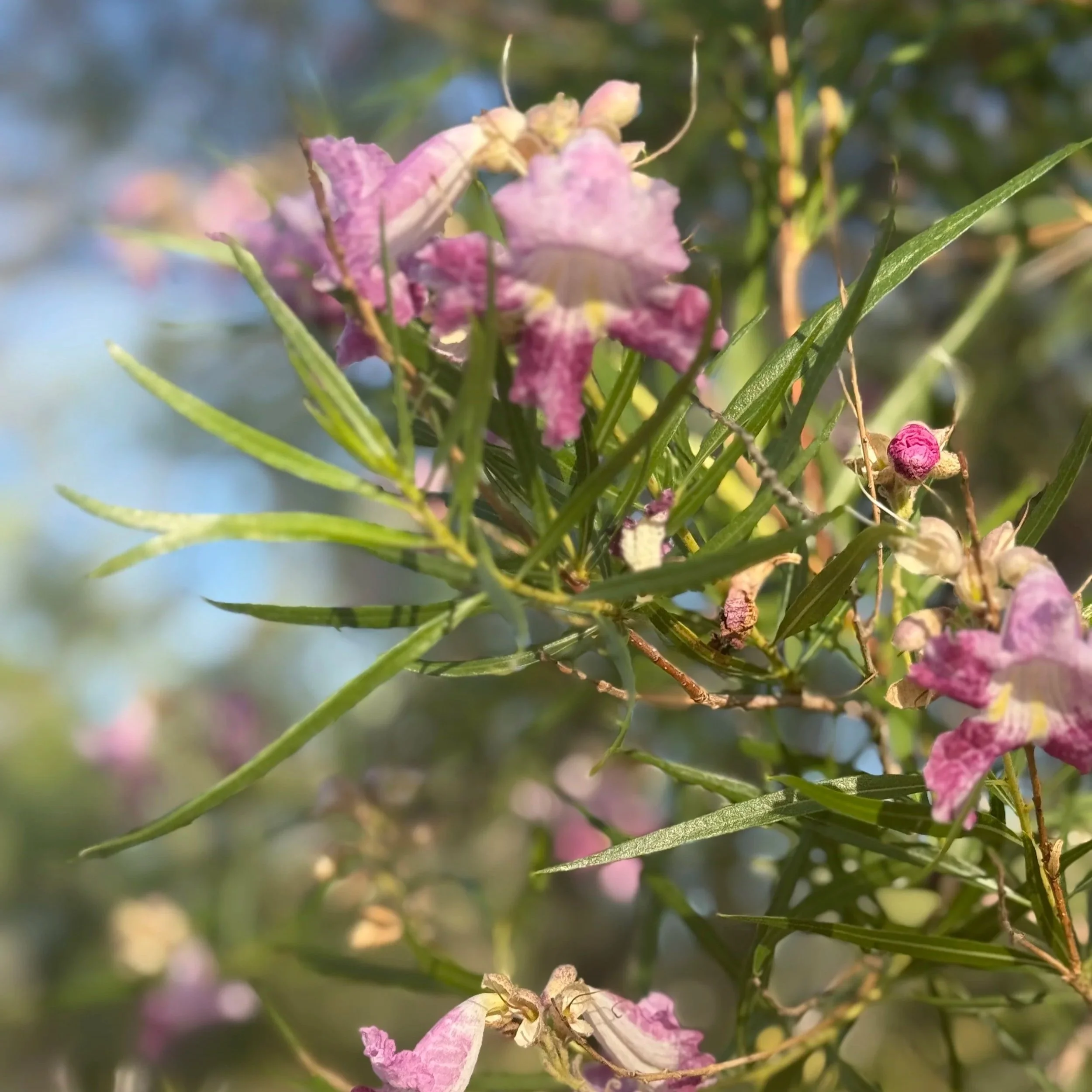 Desert wildflower growing in the Arizona landscape, showing natural color, texture, and organic form.