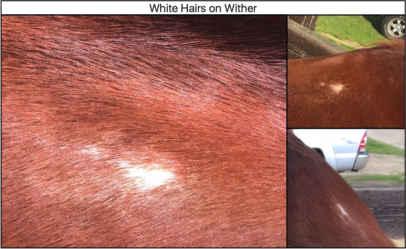 New! Black and White Hair On Saddle Pouch main image 1