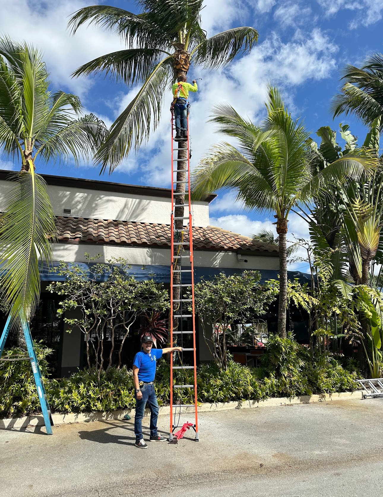 Two workers with tall ladder near palm tree and building, one worker trimming tree branches.