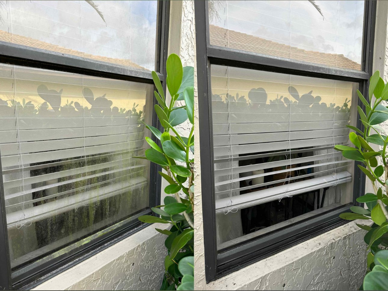 Two windows with blinds, outside view, partially opened blinds, plants reflected and growing near the window, textured wall.