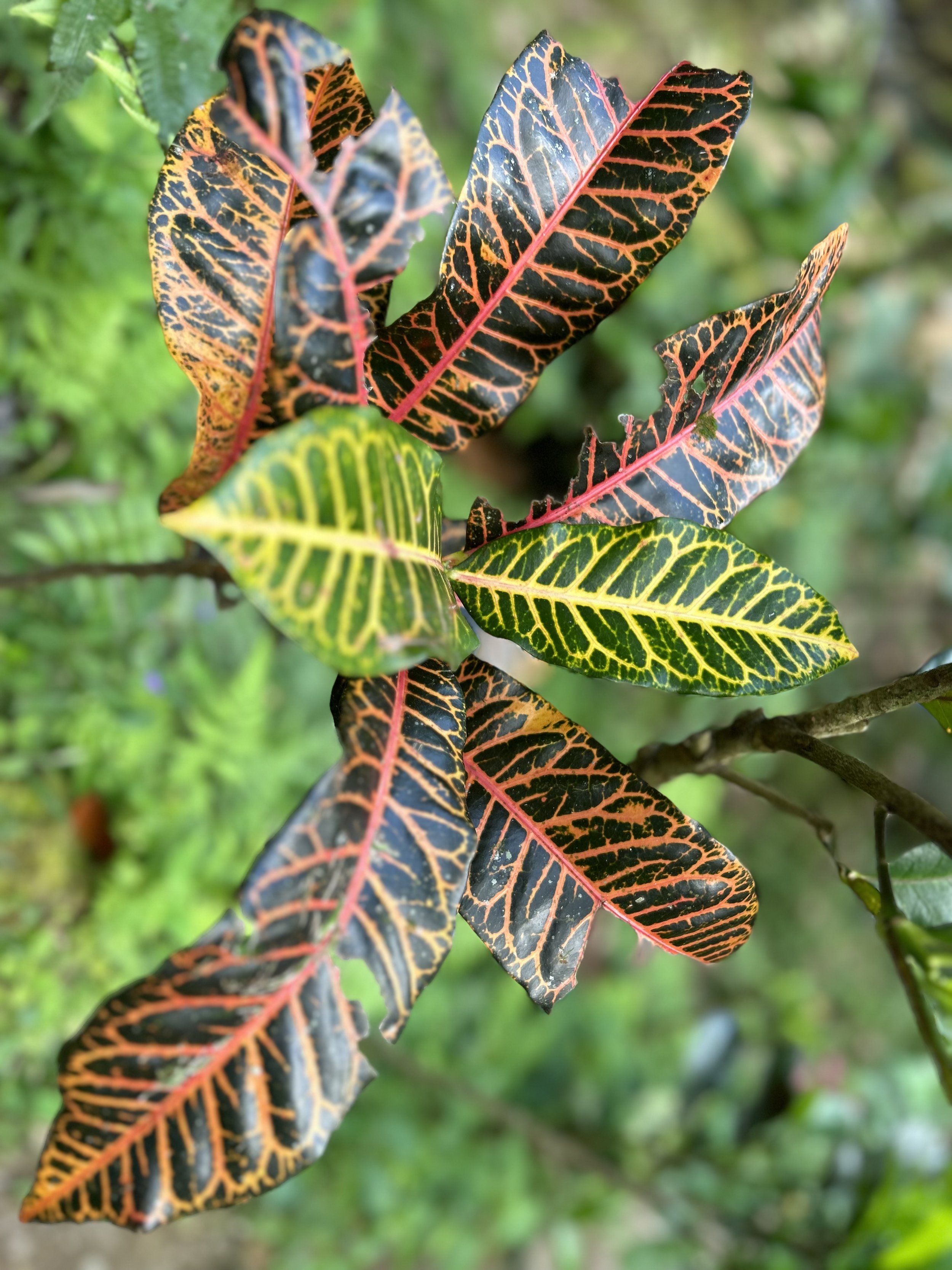 IMG_2986.jpeg