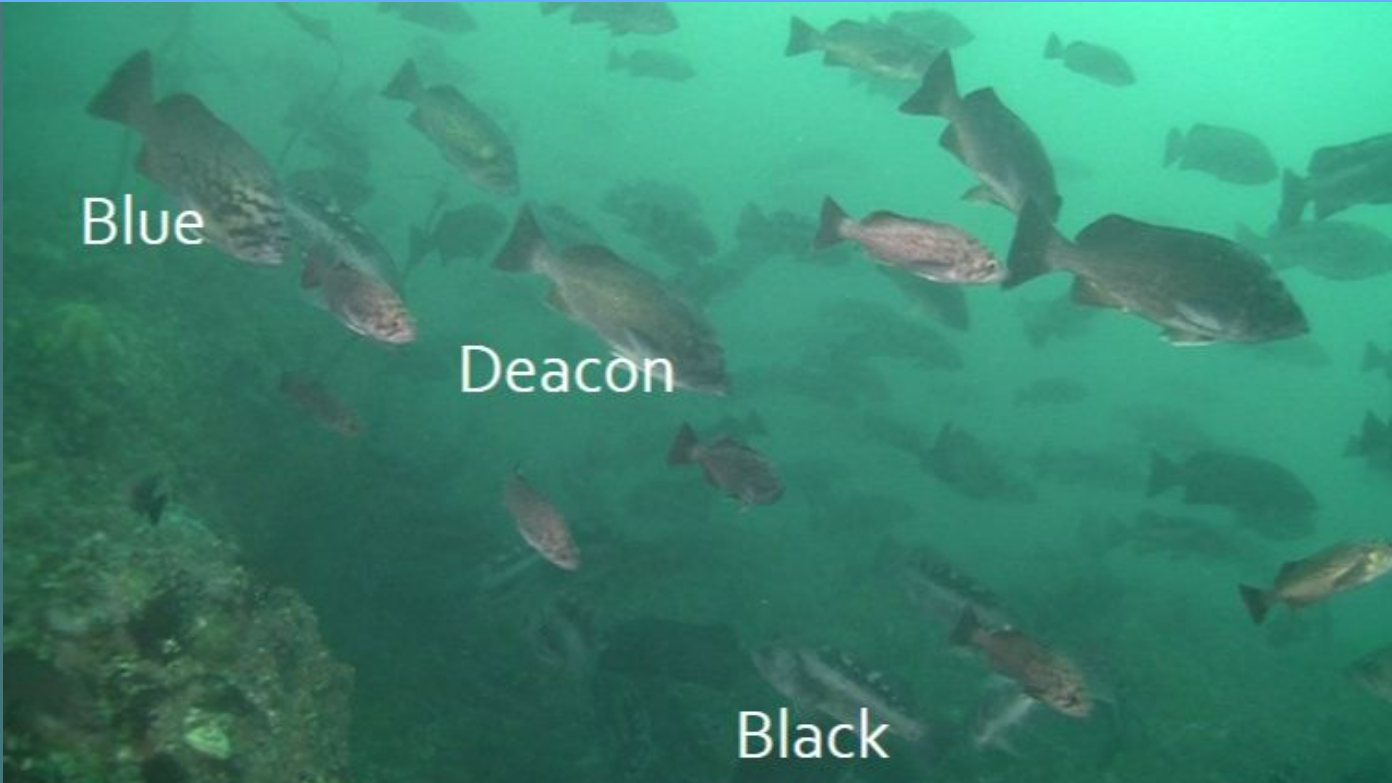 Oregon Department of Fish and Wildlife — West Coast Ocean Alliance