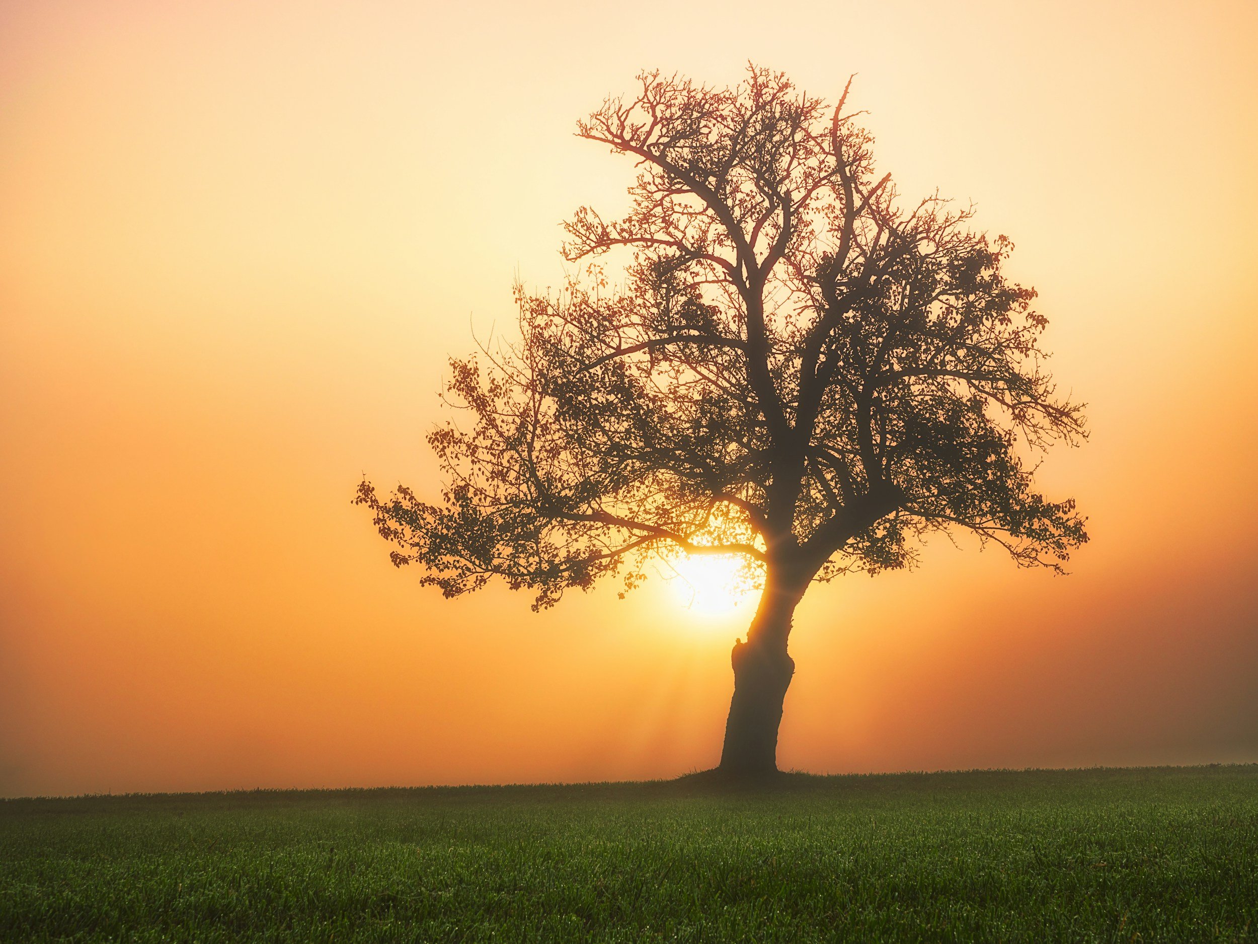 The Power of Learning To Adapt & Listen To Yourself