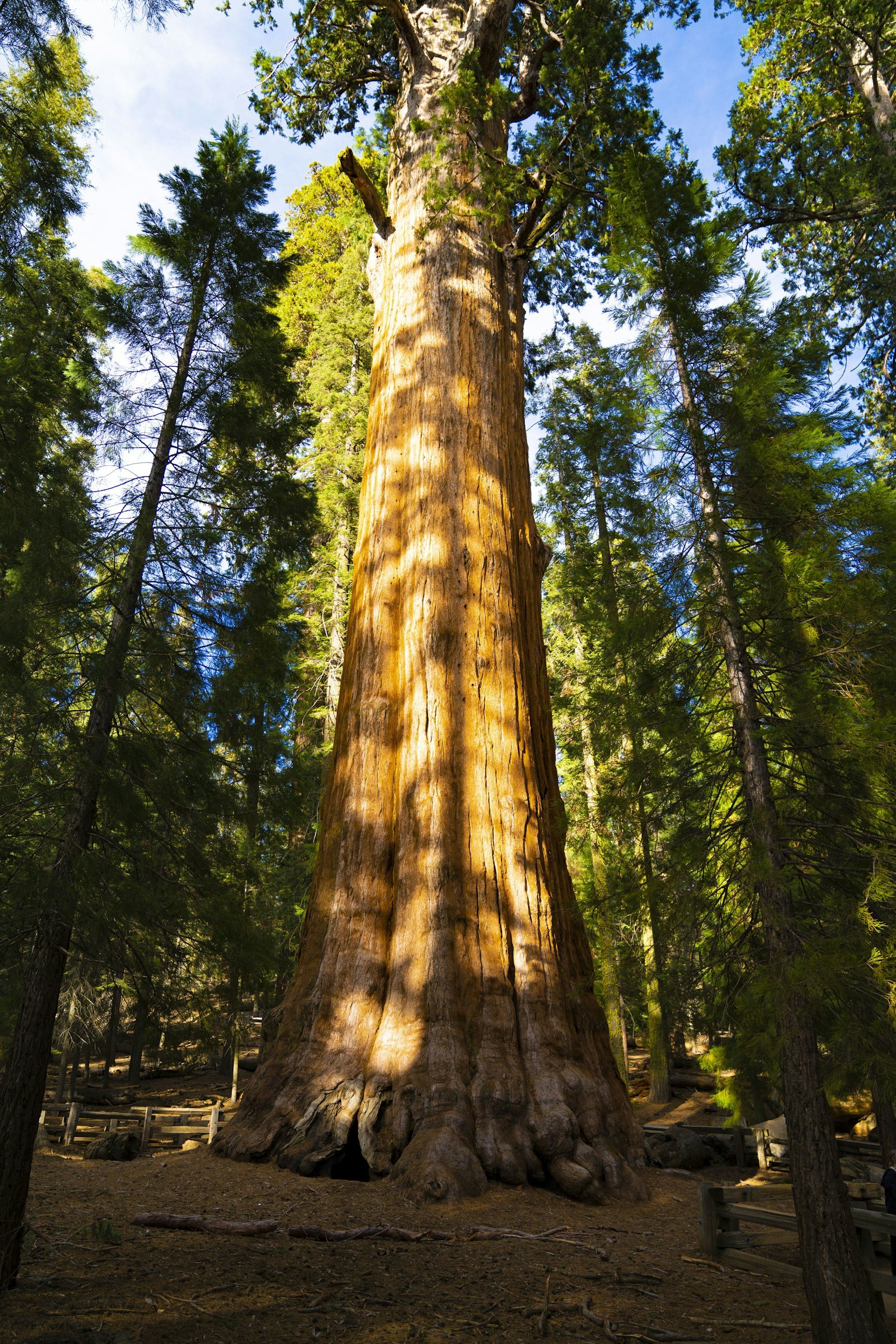 What Mother Trees can Teach Us About The Importance of Boundaries