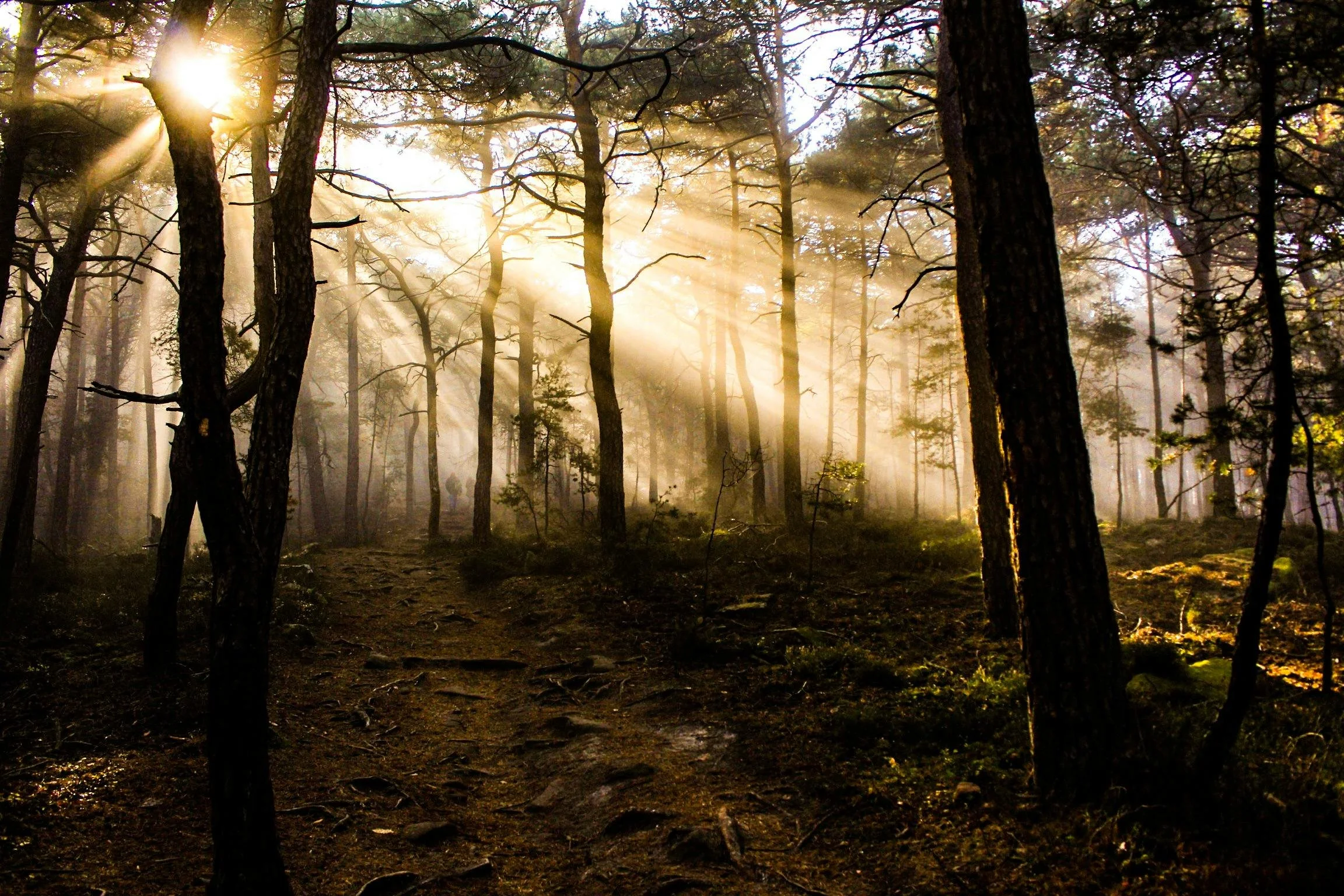 Light and Darkness | John 3:14-21