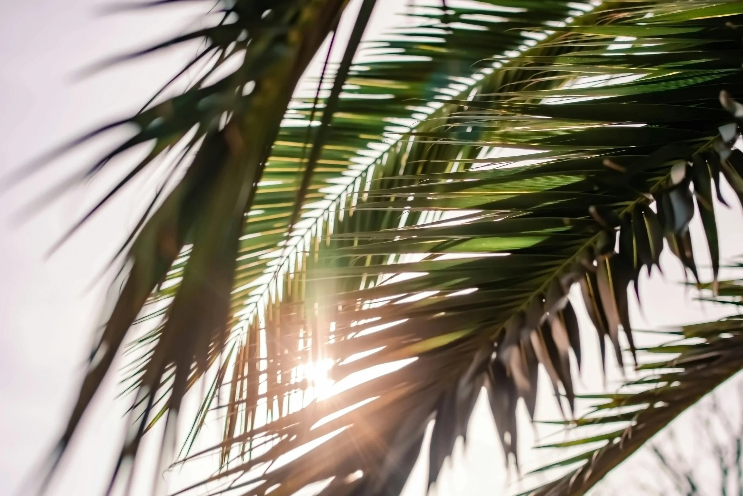 Palm Sunday | John 12:12-16