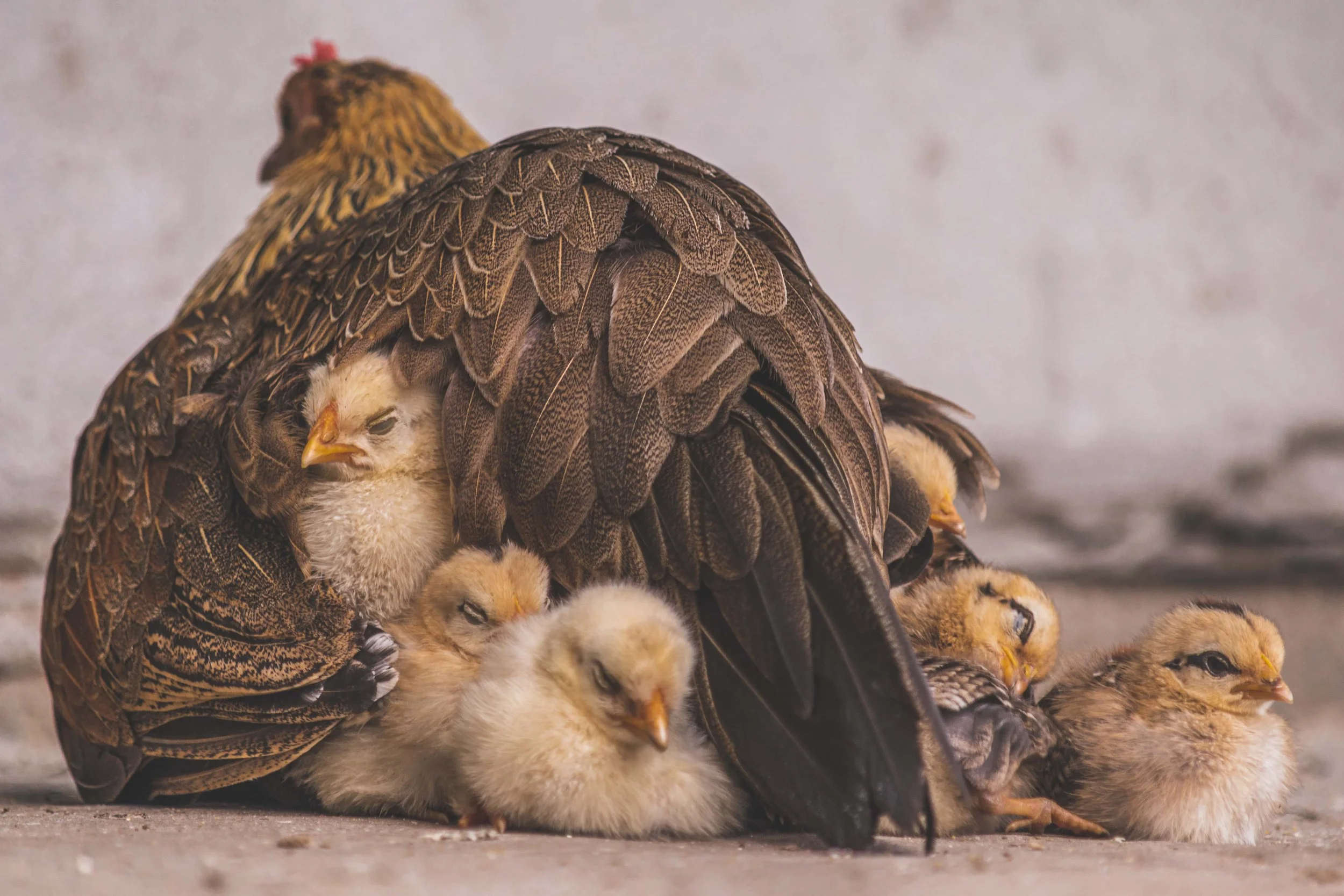 Mother’s Day | Luke 1:46-55