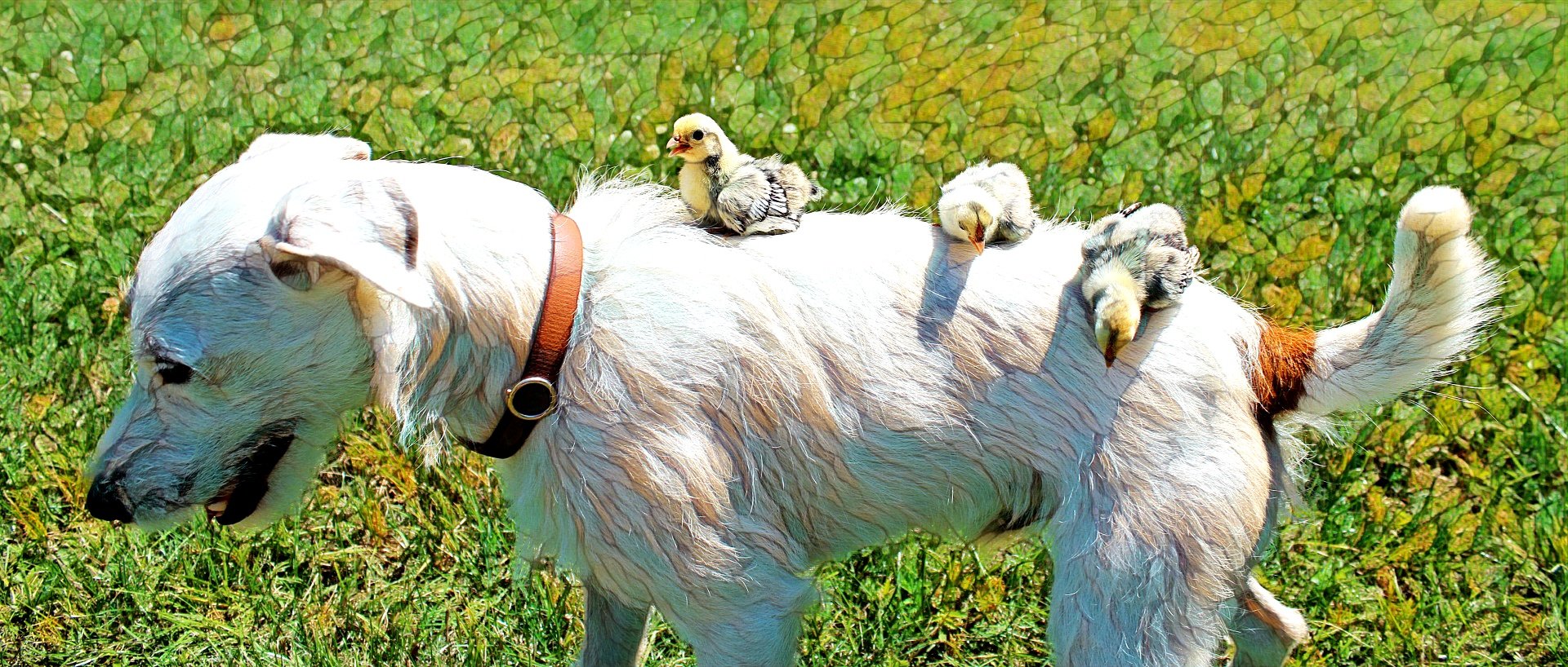 Chick Magnet 8.jpg