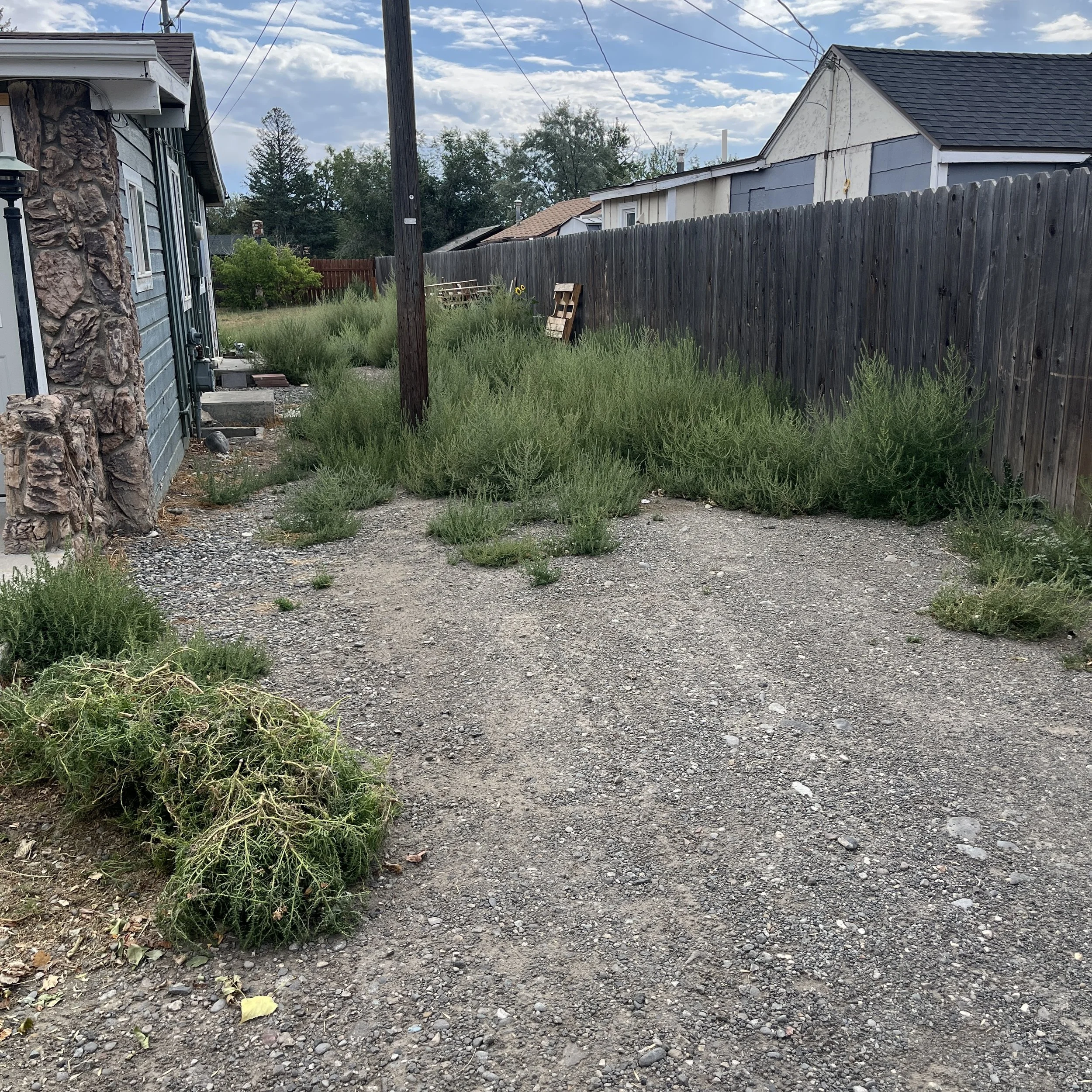 Large weed removal job in Cody, WY