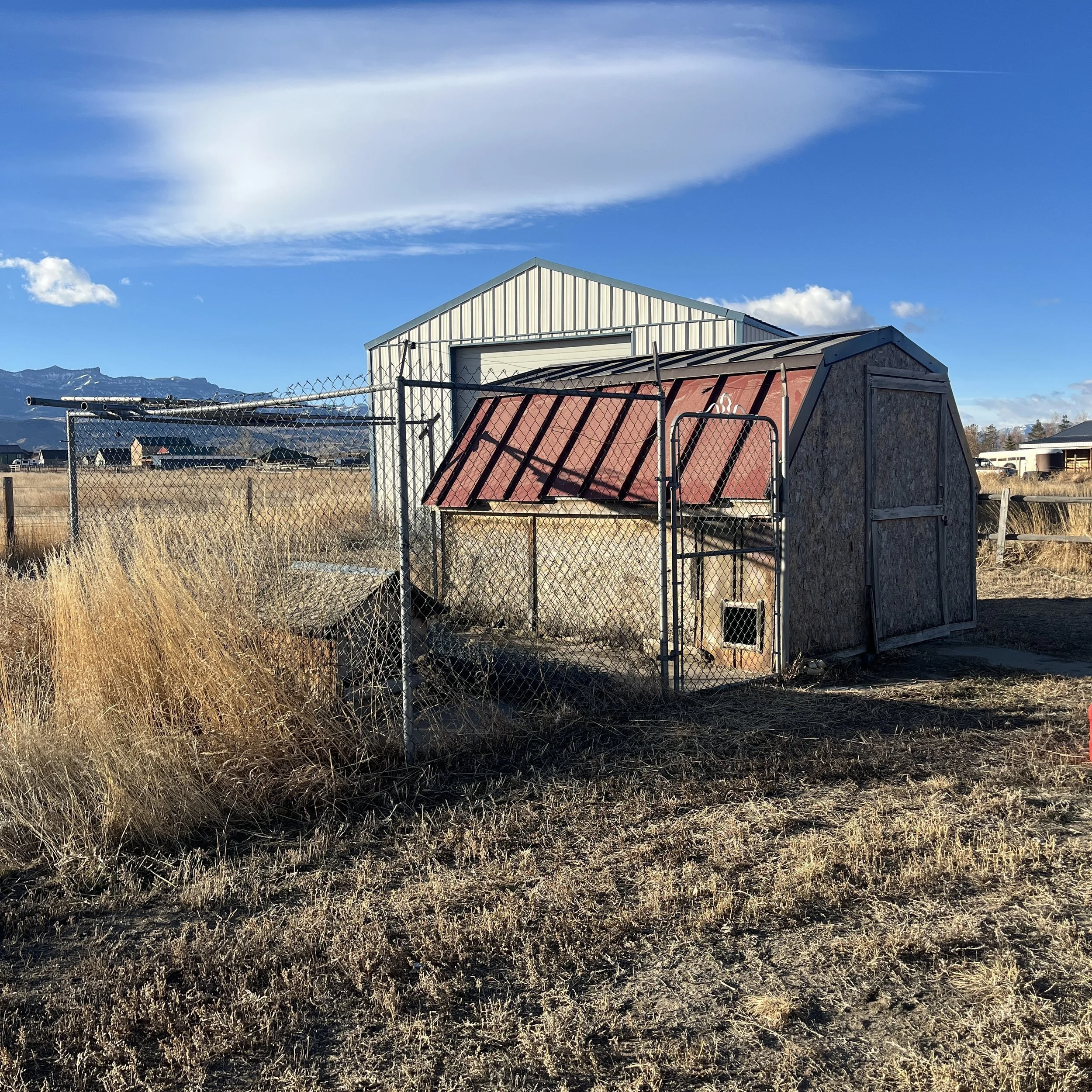 Chicken coop and dog kennel demolition site before the work is done in Cody, WY