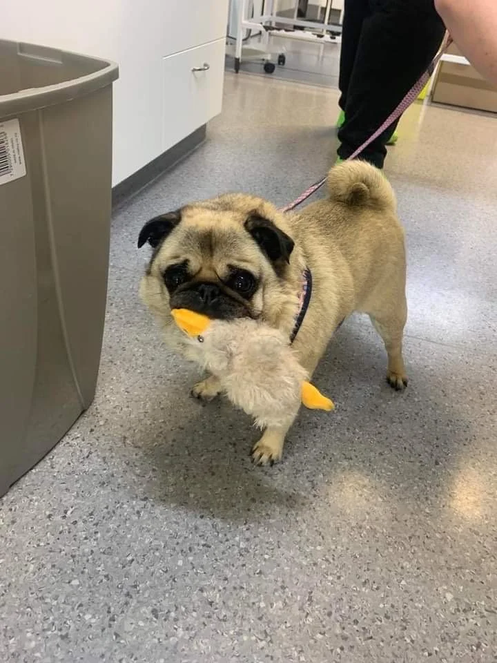 franklin duck.jpg