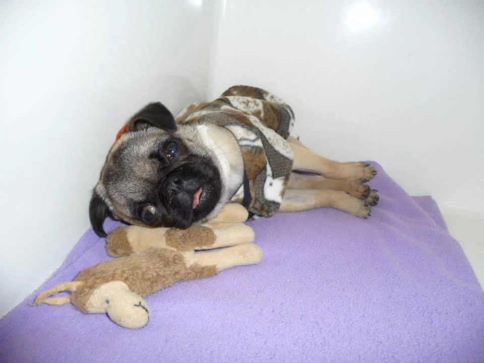 franklin puppy.jpg