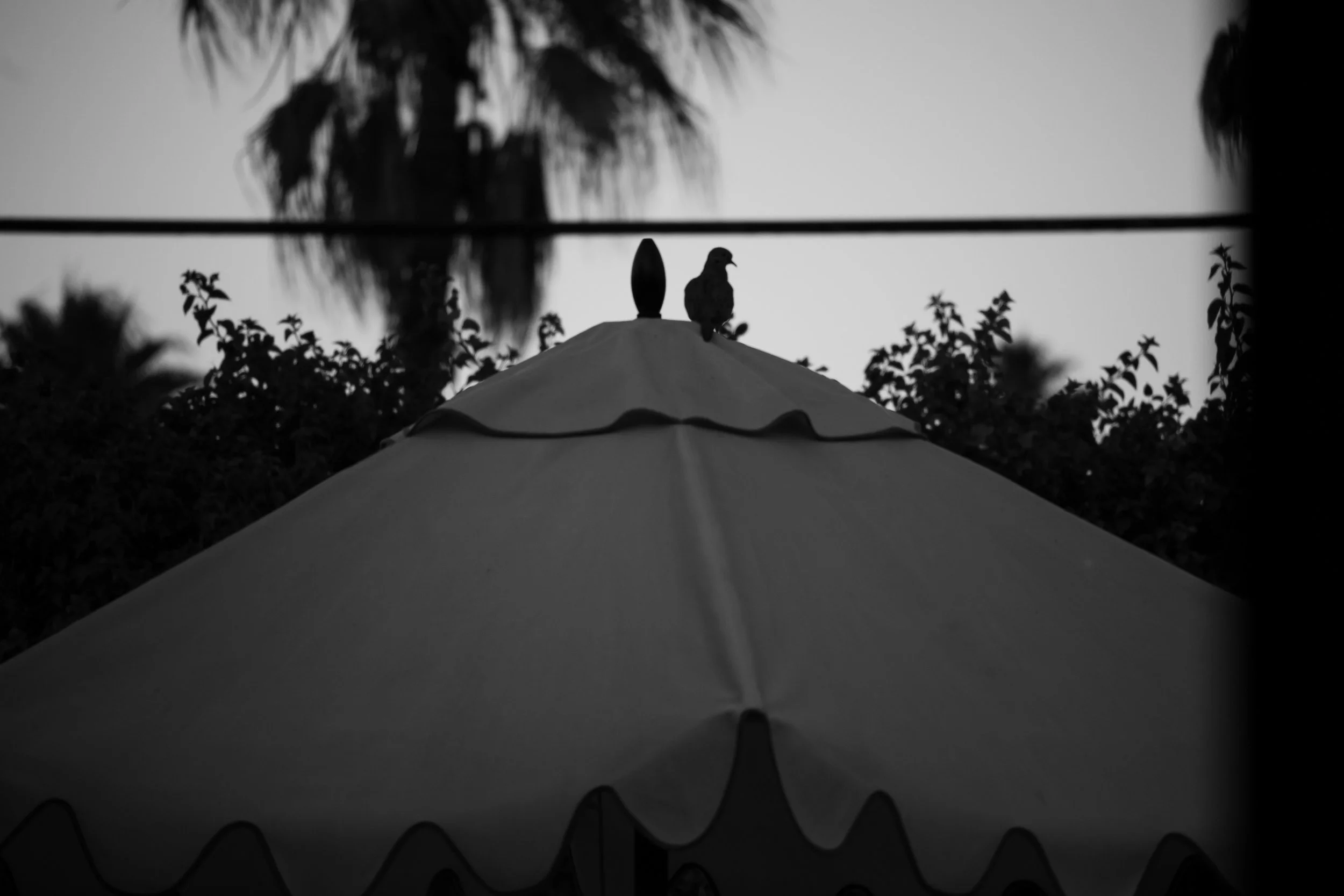 DSC_4782.jpg