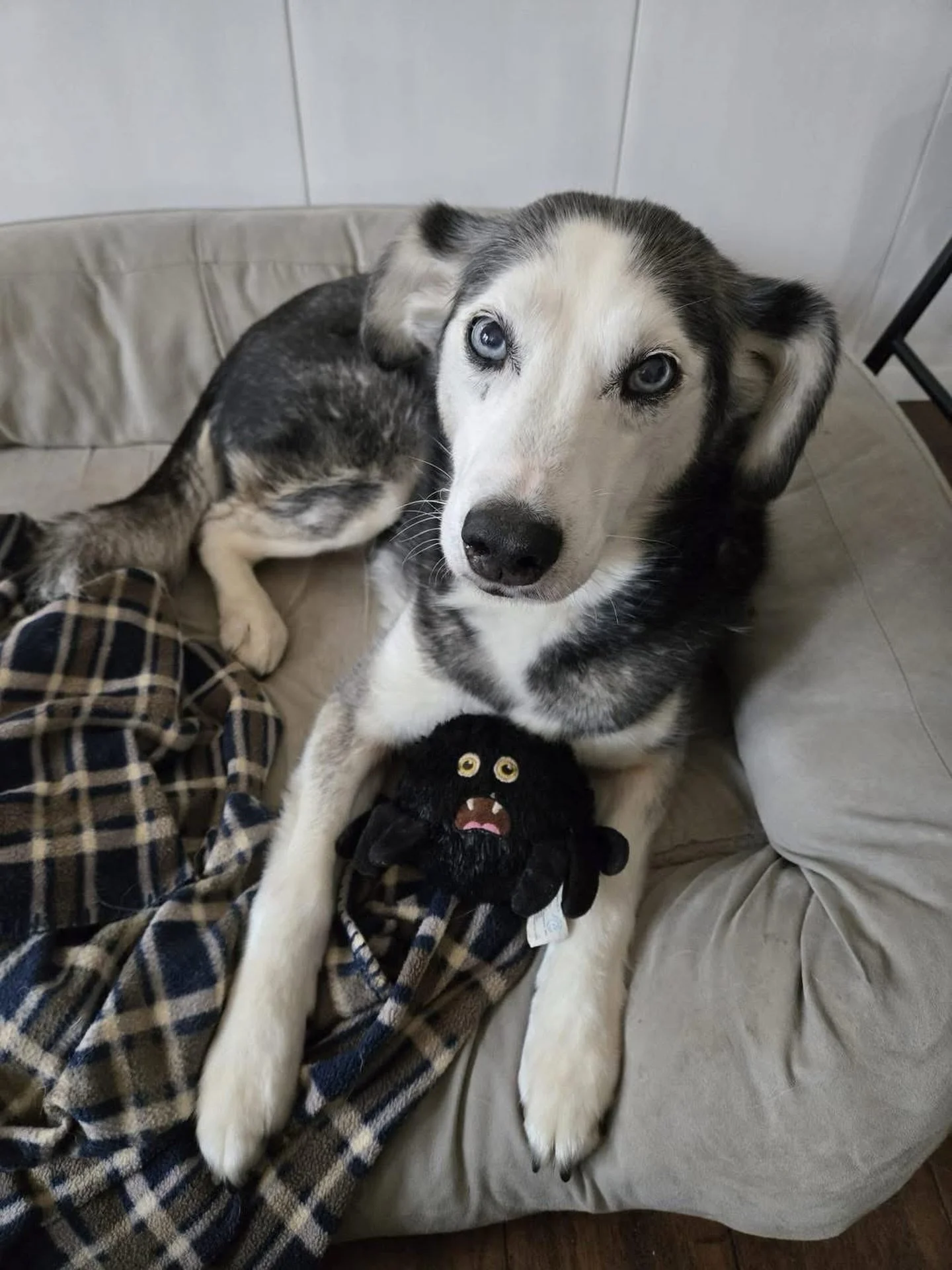 This photo just needs to be shared. She&rsquo;s so cute! This is Shyla, a resident of Saints. She&rsquo;s featured on my upload of Destiny&rsquo;s Child Bills Bills Bills next week. Every time you listen to a song on Mighty Heard, it helps animals li