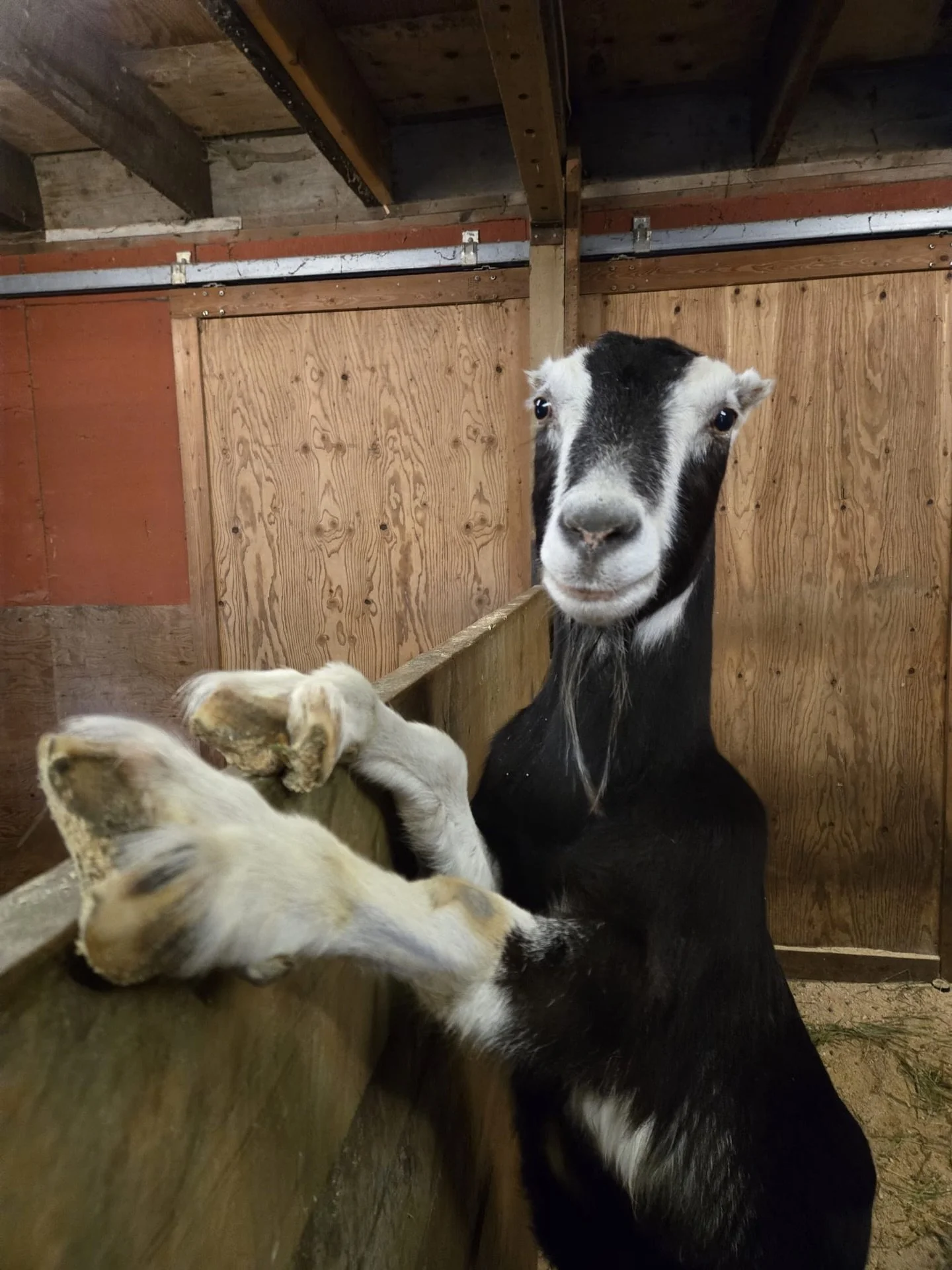 This is a small part of my girl gang 🤘

#internationalwomensday #girlgang #animallovers