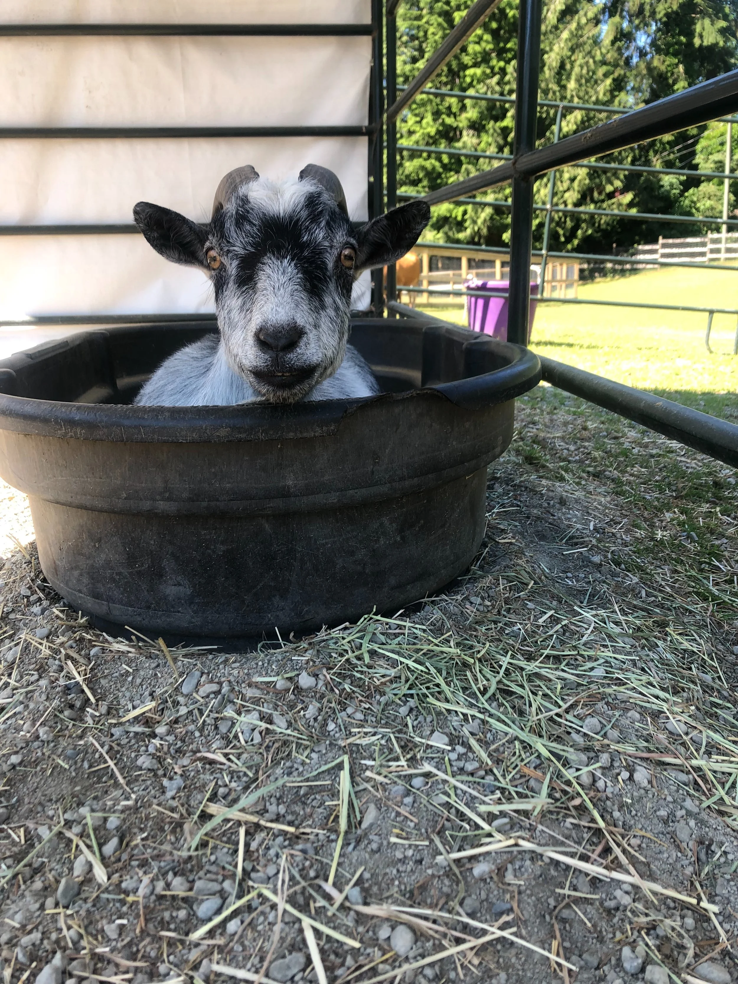 Chewie wasn&rsquo;t just a goat I volunteered with. He was part of my life and routine. He was a real friend.

I met Chewie in 2021 when I started volunteering at Saints after Twinkie passed and my world came crashing down. I needed to be part of som