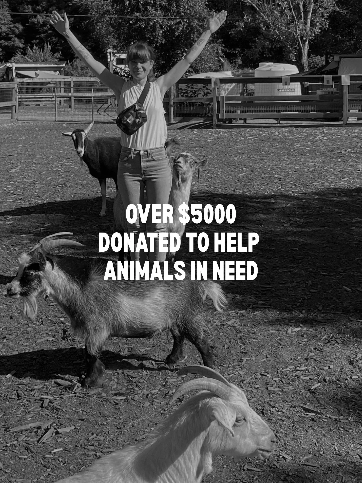 Today I hit my first milestone with Mighty Heard. I have now donated $5131.55 to @saintsrescue! 5 videos a week since Sept 20, 2023. I&rsquo;ve never missed a single upload. I am committed to Saints, its residents and especially the staff and board w