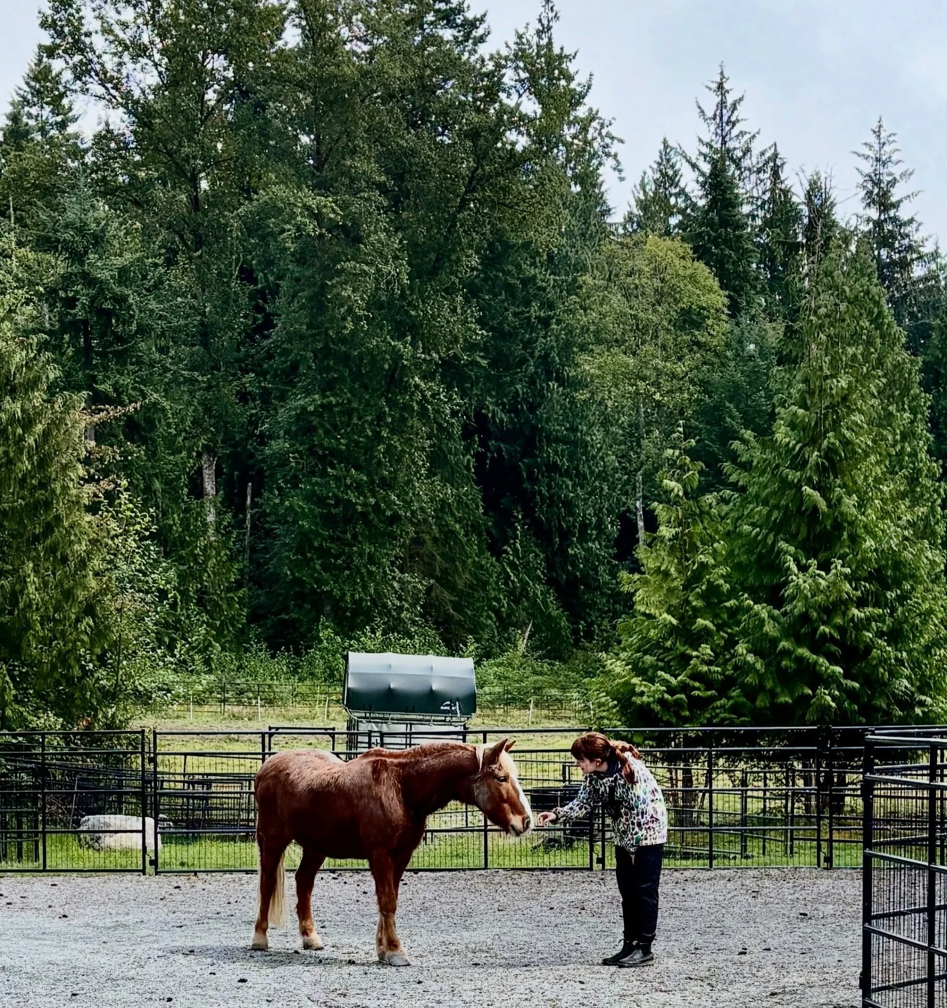 This is my new pal Jimmy. He likes snacks and he&rsquo;s cautious around men so we get along 🤝😜
#animalrescue #animalsanctuary #rescuehorse #animallovers