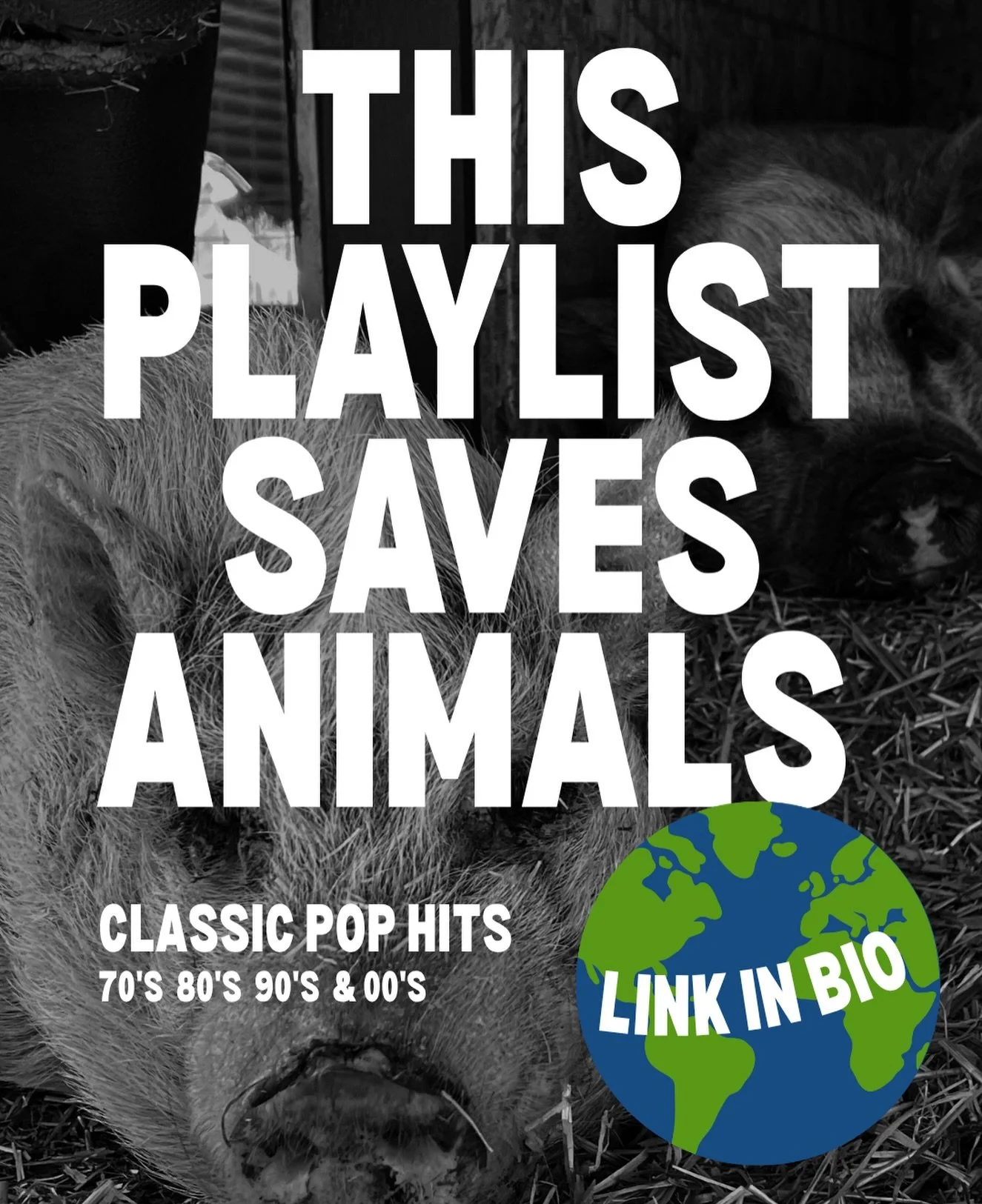 Love animals? And music? Listen to this free playlist and raise money for local animal rescue with every song you play. Listen now for free on YouTube. 🔗Link in bio