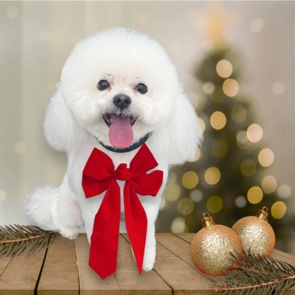 Farewell Sweet Bianca