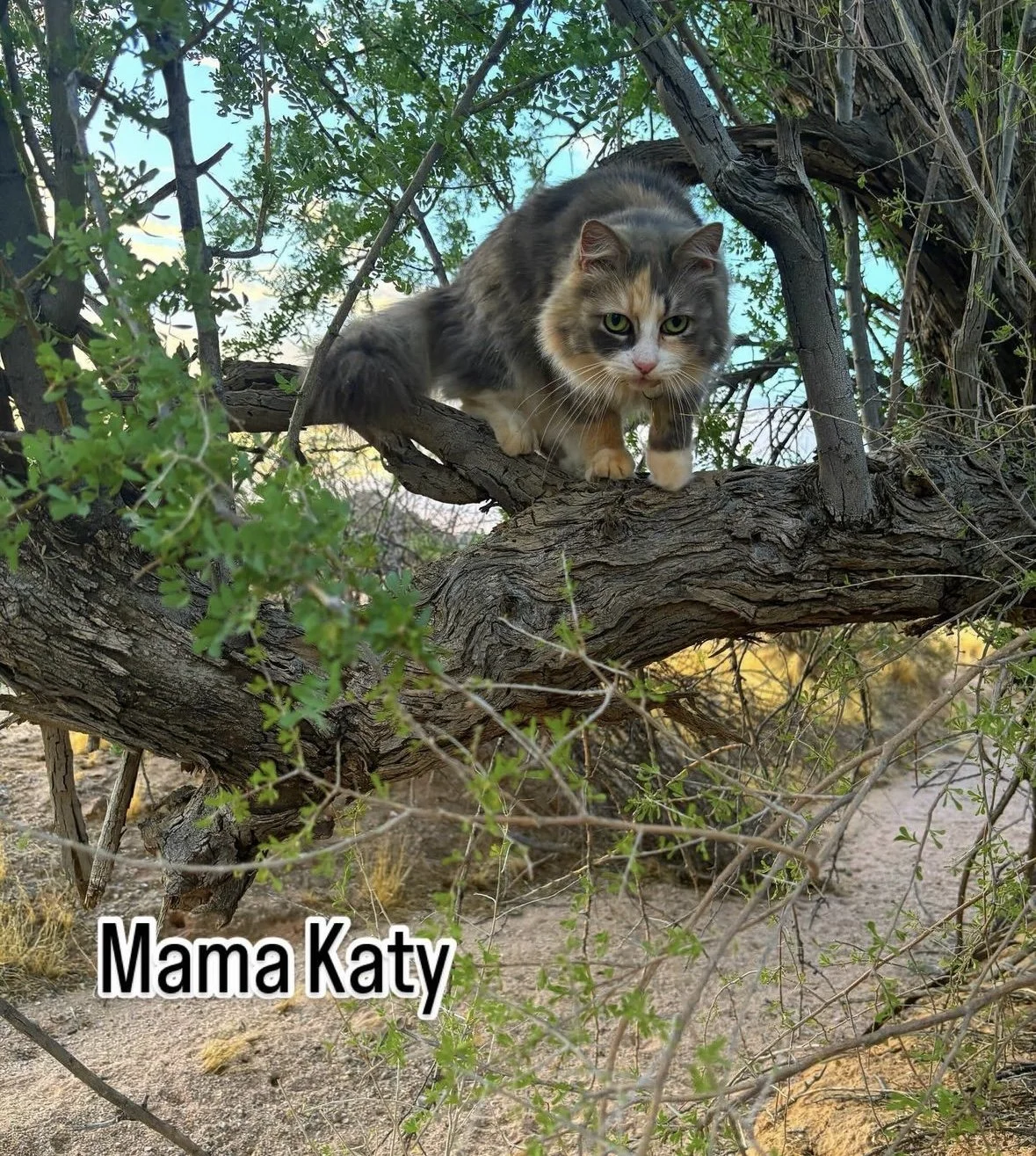 Desert cat climbing ironwood tree. 