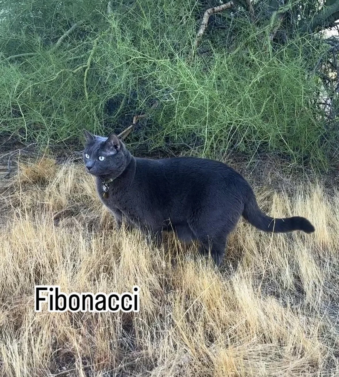 Gray cat in the desert brush. 