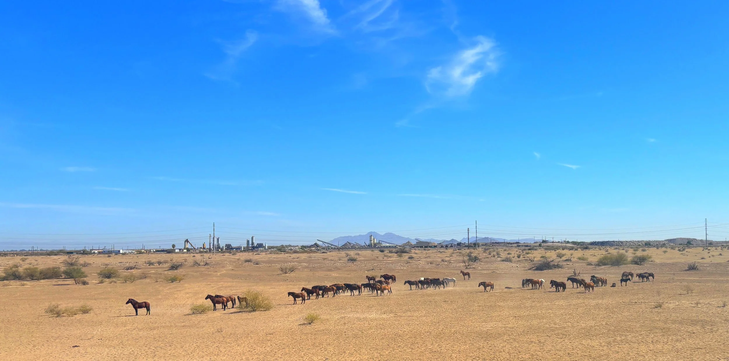Group of wild horses moving together across Sonoran Desert landscape near Riggs Road, Arizona