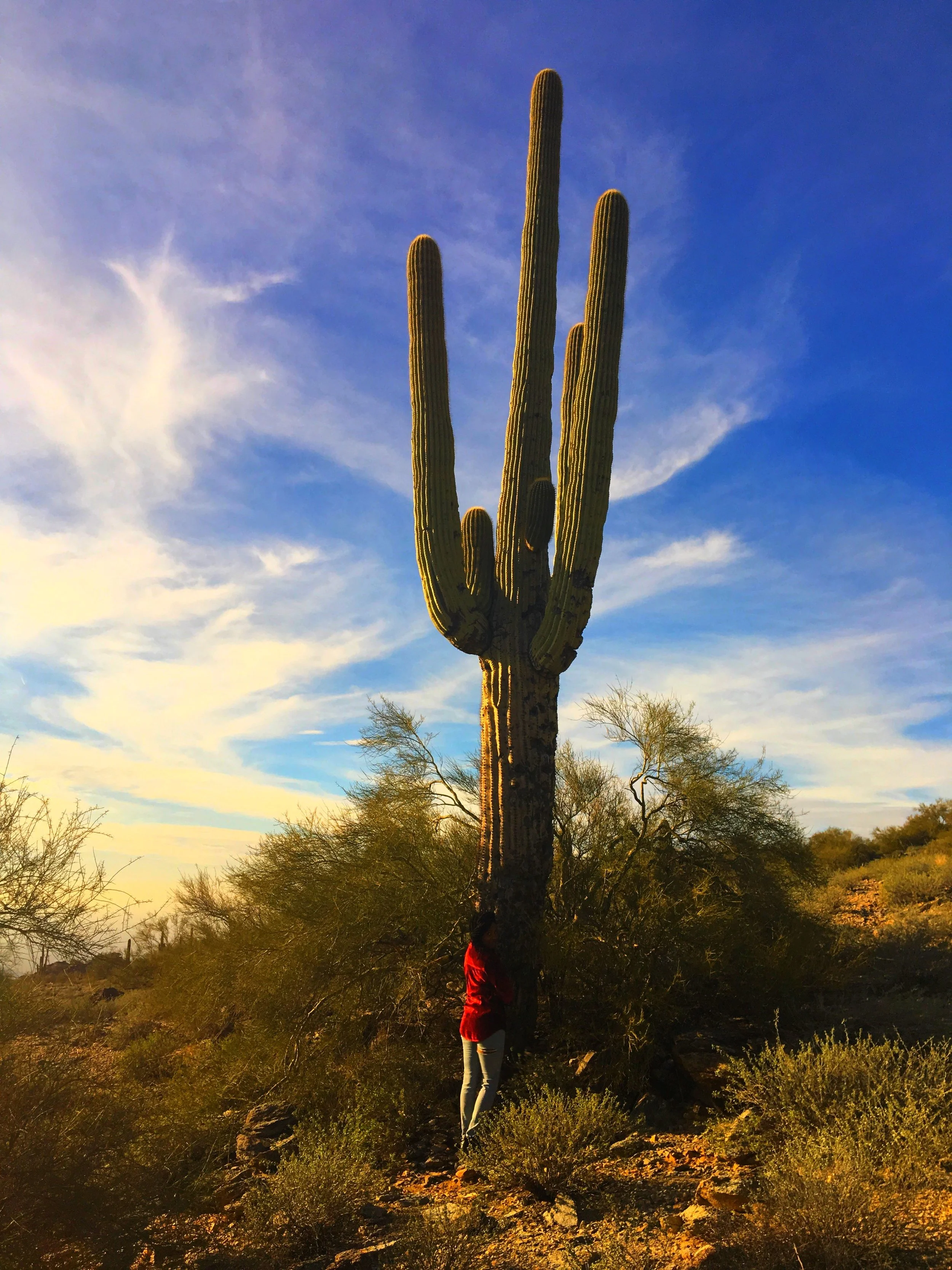South Mountain, Phoenix, Arizona ◇ 2016