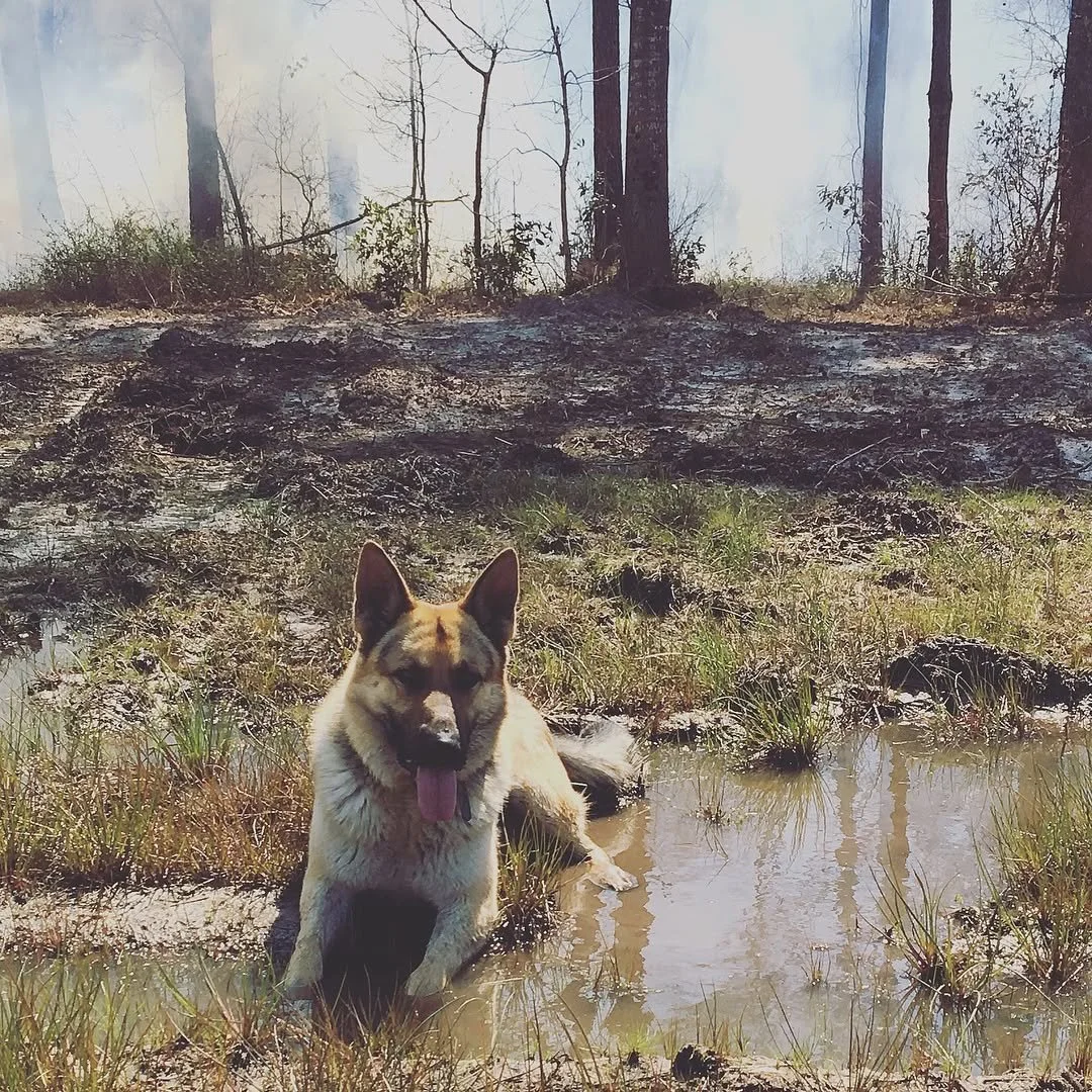 My boy Nash, the park ranger &bull;&bull;&bull;&bull;&bull;&bull; ...PS, I assisted my first #contolledburn today which is to prevent forest fires... ☆☆ #farmdoglife #germanshepard #forestmanagement #forestservice #wildfireprevention #conservation