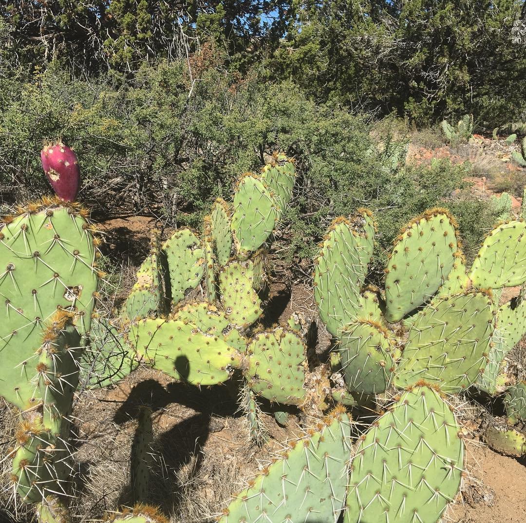 Deserteering &amp; harvesting a few #pricklypear fruits a couple months ago... 🔺🔻🔺🔻🔺 #opuntia #nopales #southwestlife #foraging #foodismedicine #cactuslove #survivalist